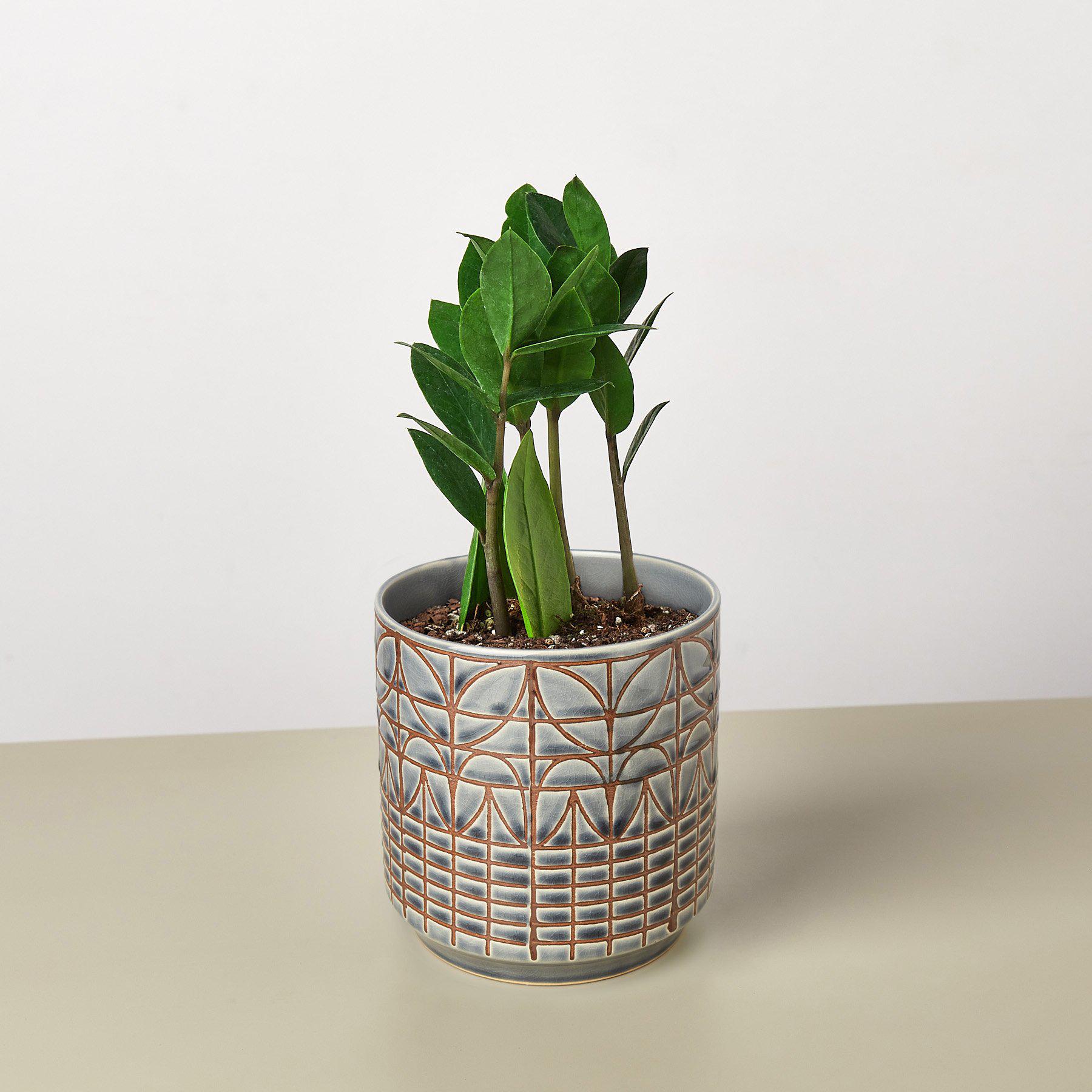 Zamioculcas Zamiifolia 'ZZ'-Indoor Plants-The Succulent Source