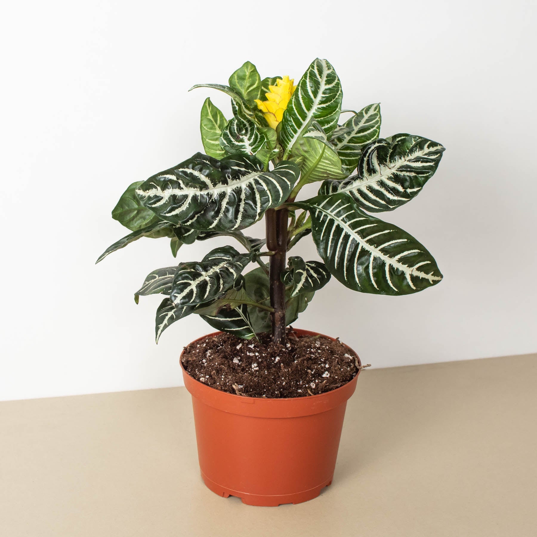 Zebra 'Aphelandra'-Indoor Plants-The Succulent Source