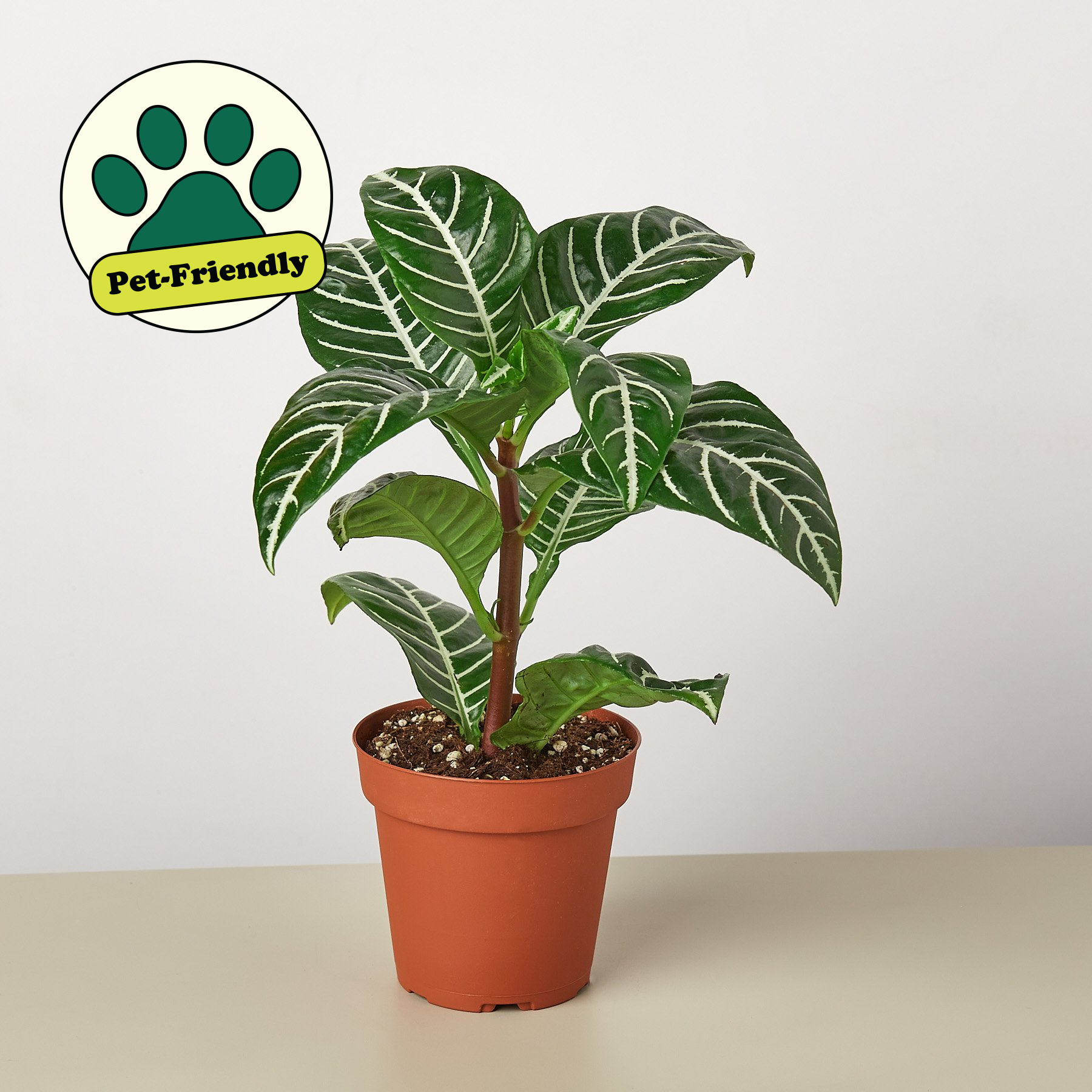 zebra plant care indoor Zebra 'Aphelandra'
