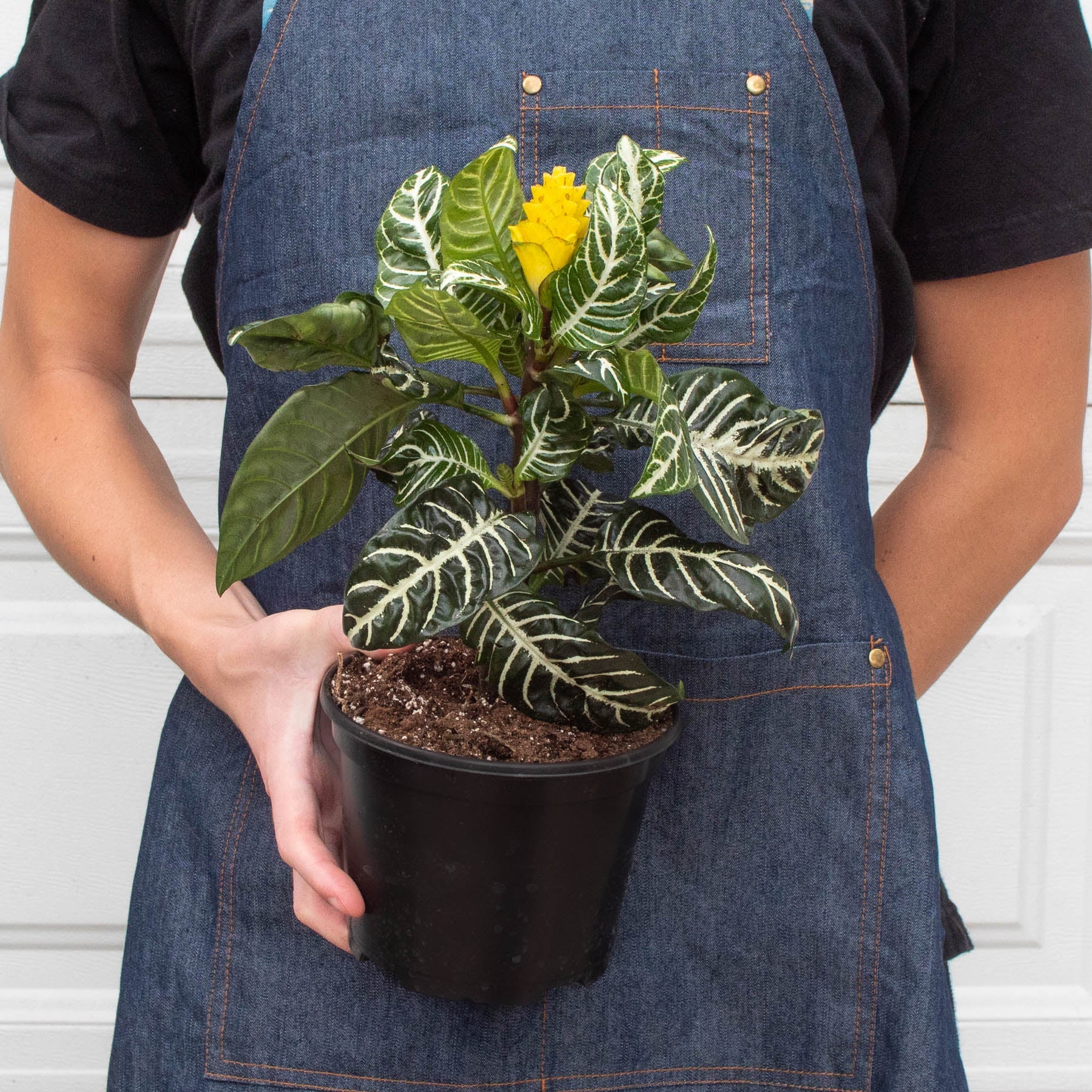 Zebra 'Aphelandra'-Indoor Plants-The Succulent Source