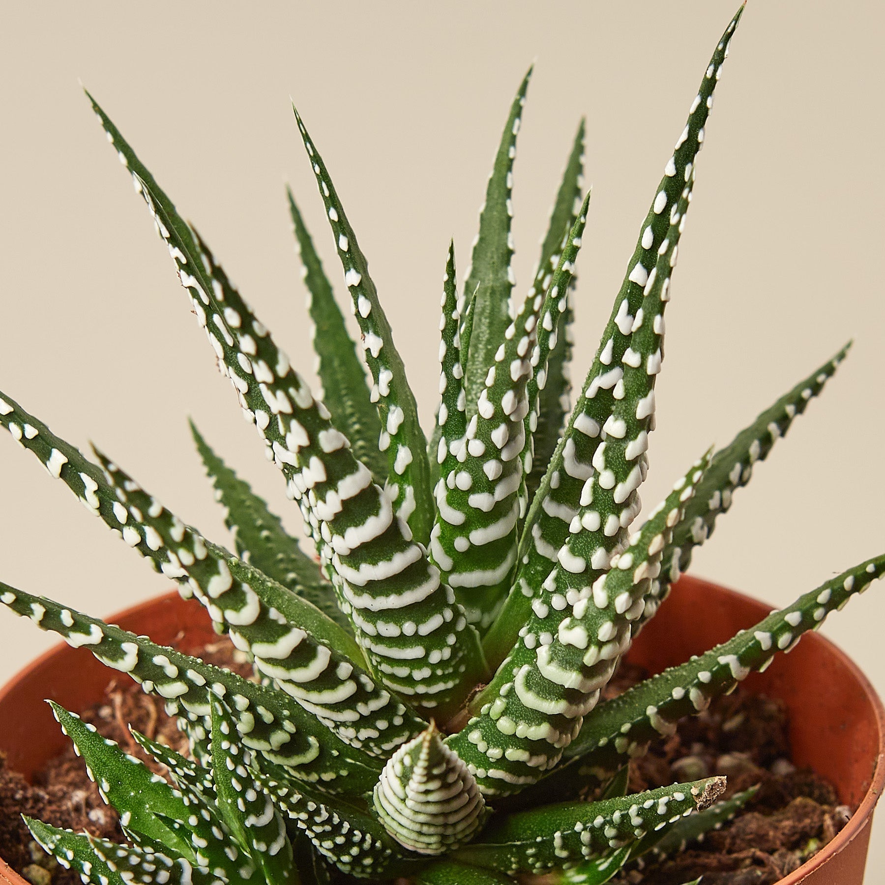 Zebra Succulent-Succulent-The Succulent Source