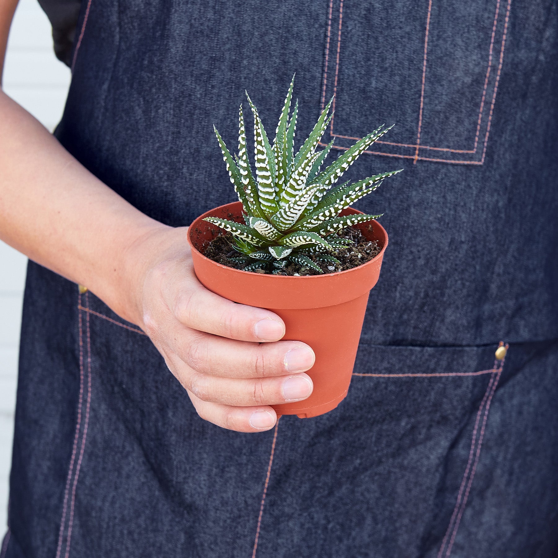 Zebra Succulent-Succulent-The Succulent Source