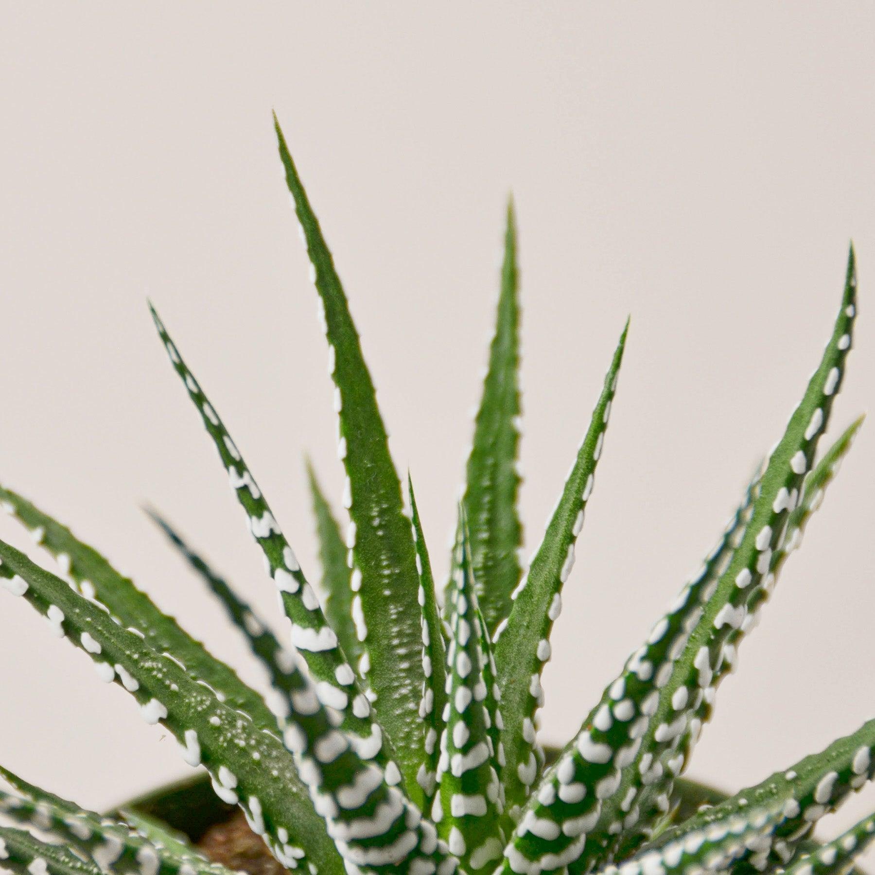 Zebra Succulent-Succulent-The Succulent Source