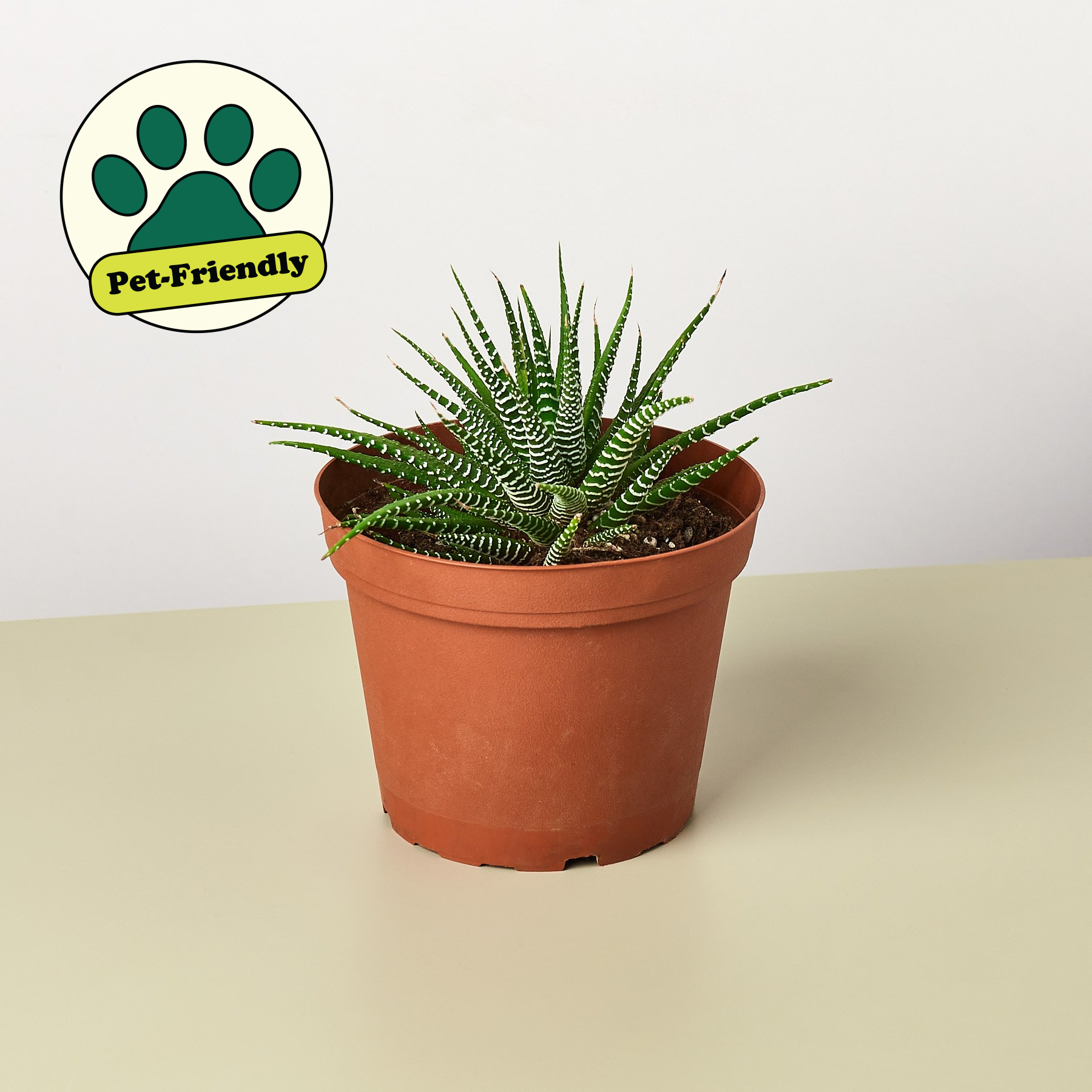 Zebra Succulent-Succulent-The Succulent Source