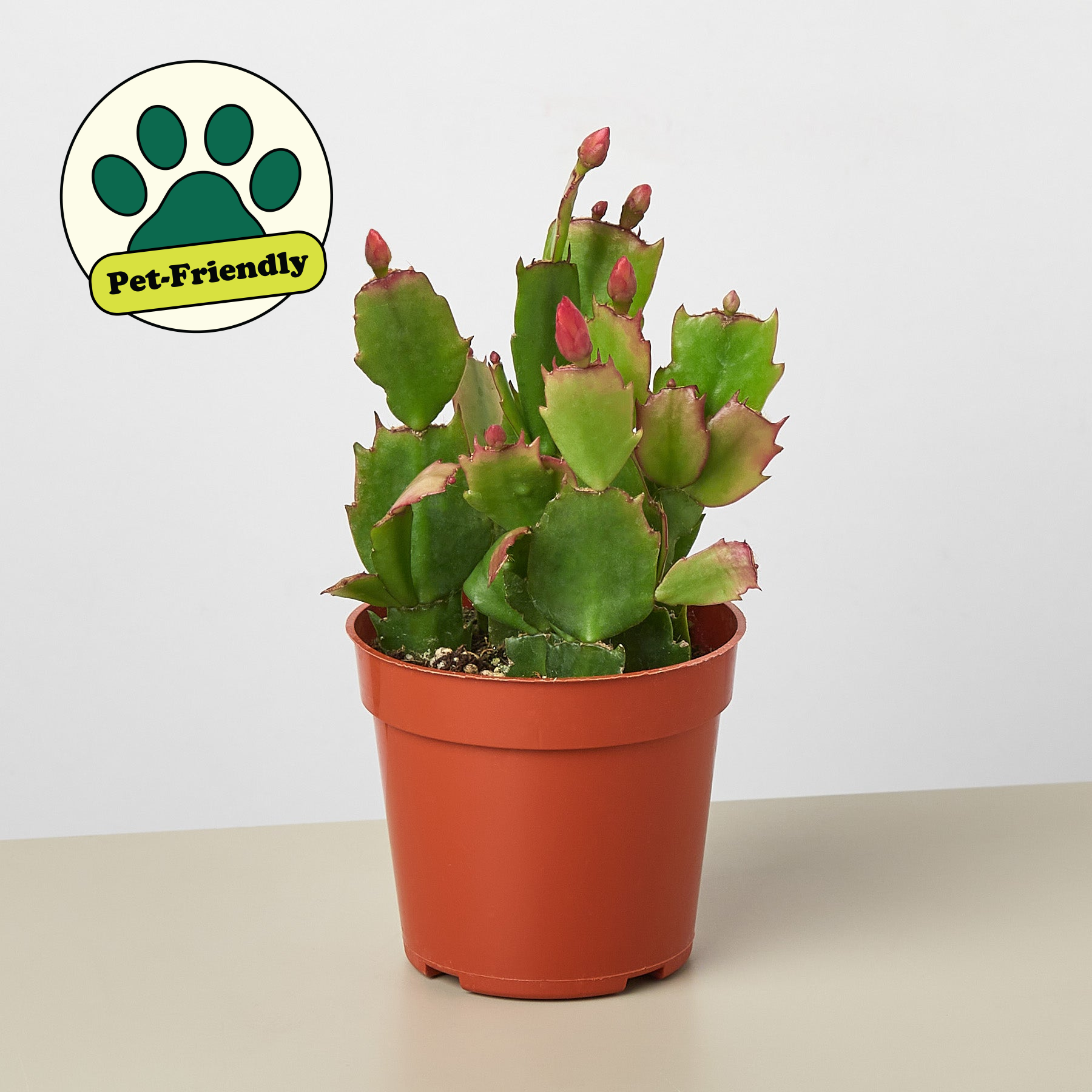 christmas cactus succulent Zygocactus 'Christmas Cactus'