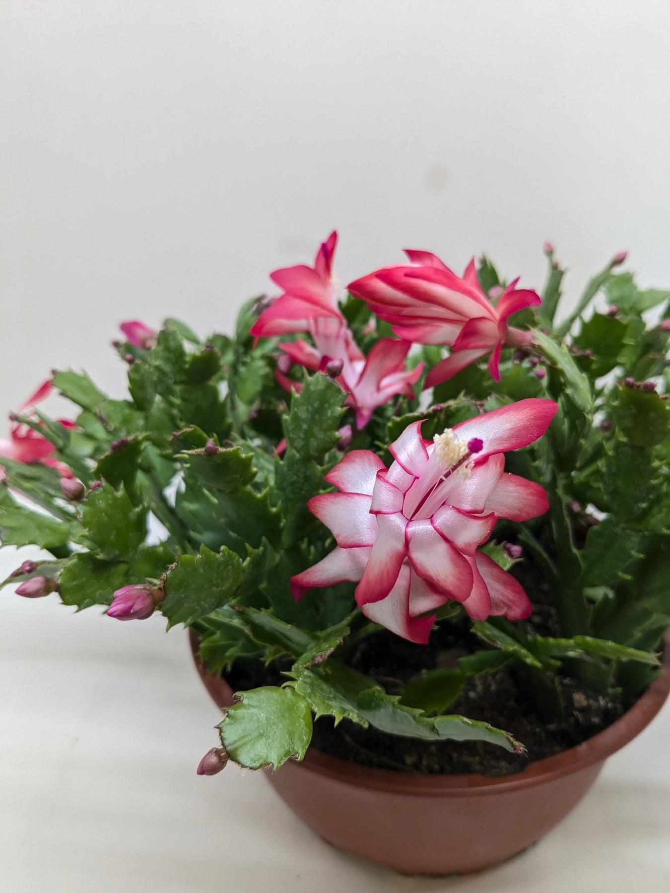 Zygocactus 'Christmas Cactus'-The Succulent Source