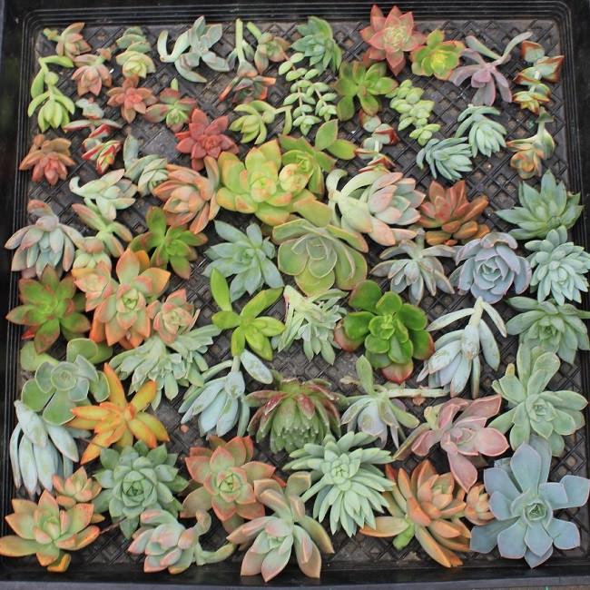 Cuttings - Wedding Rosette Succulents (Cost listed is for one unit)