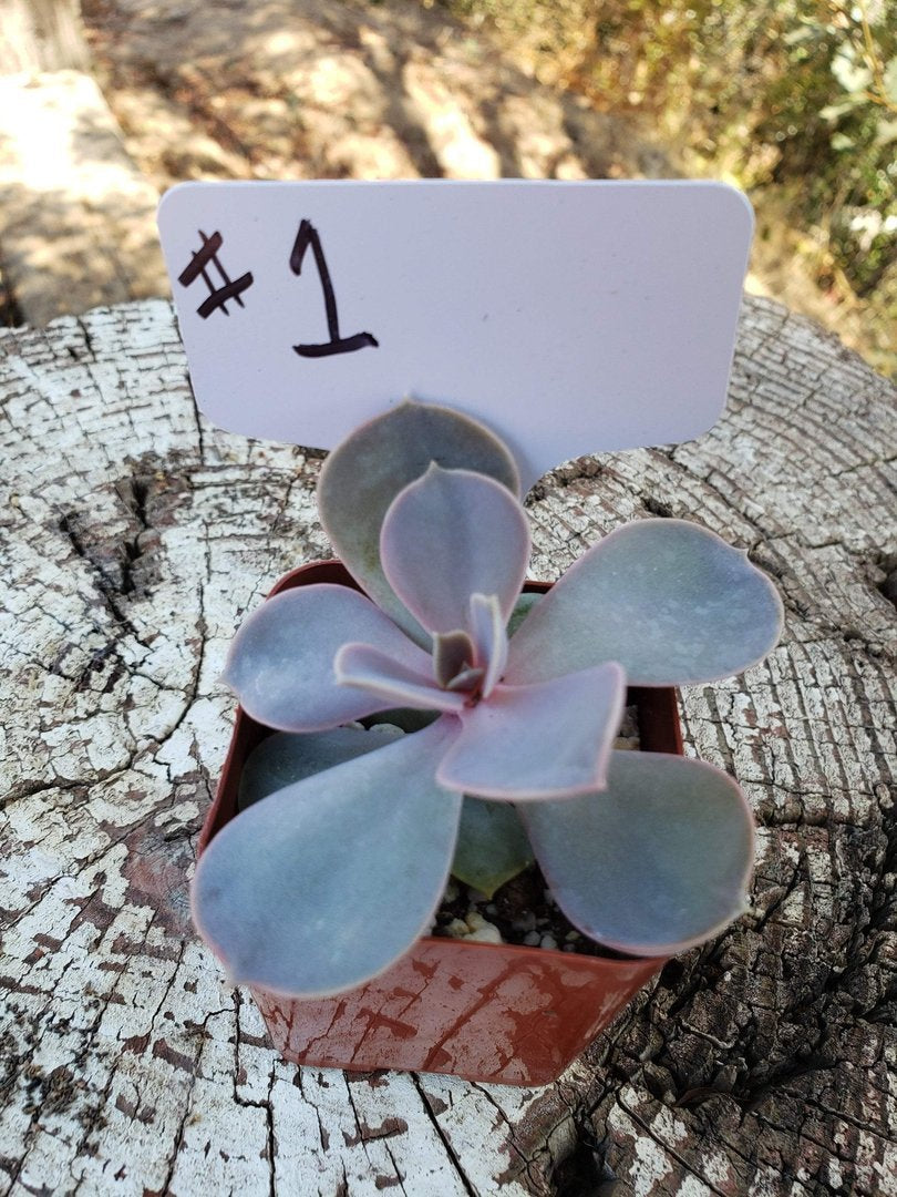 #1 Echeveria Perle von Nurnberg-Succulent - Small - Exact Type-The Succulent Source