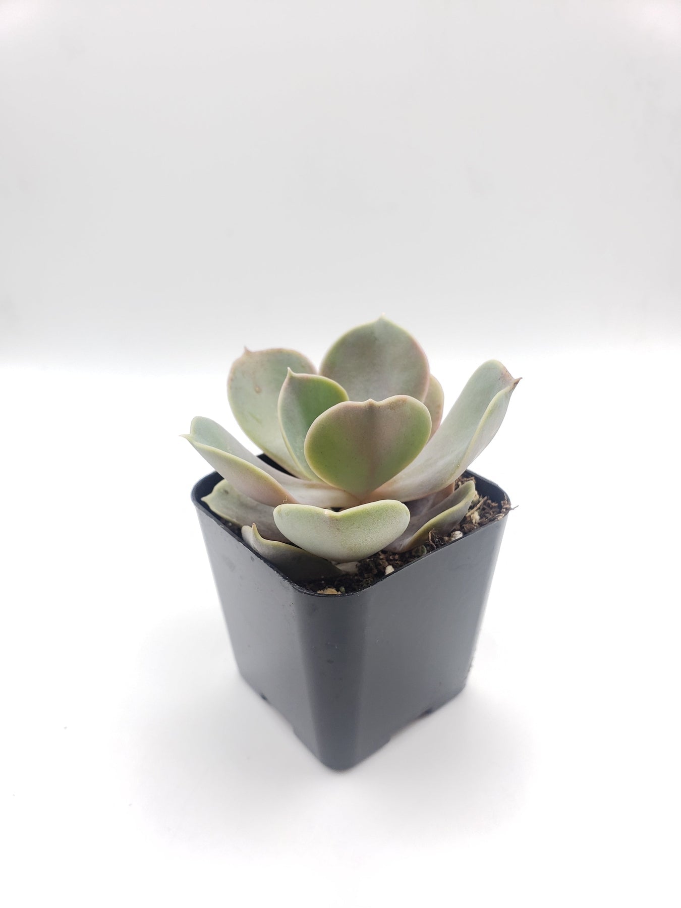 1 Echeveria Perle von Nurnberg - Wedding Succulent Favors & Cactus