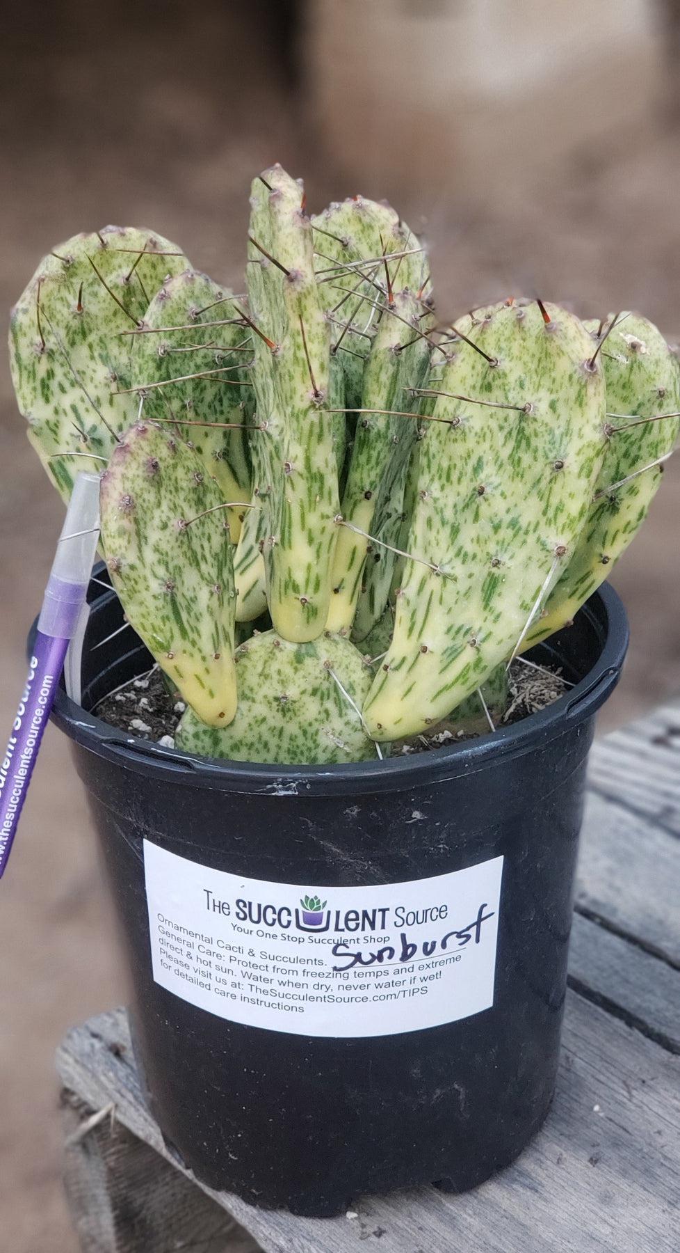 variegated prickly pear cactus 1 GAL Opuntia Hybrid Sunburst