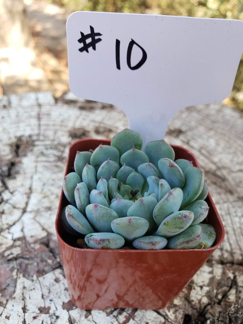 #10 Echeveria Minima-Succulent - Small - Exact Type-The Succulent Source