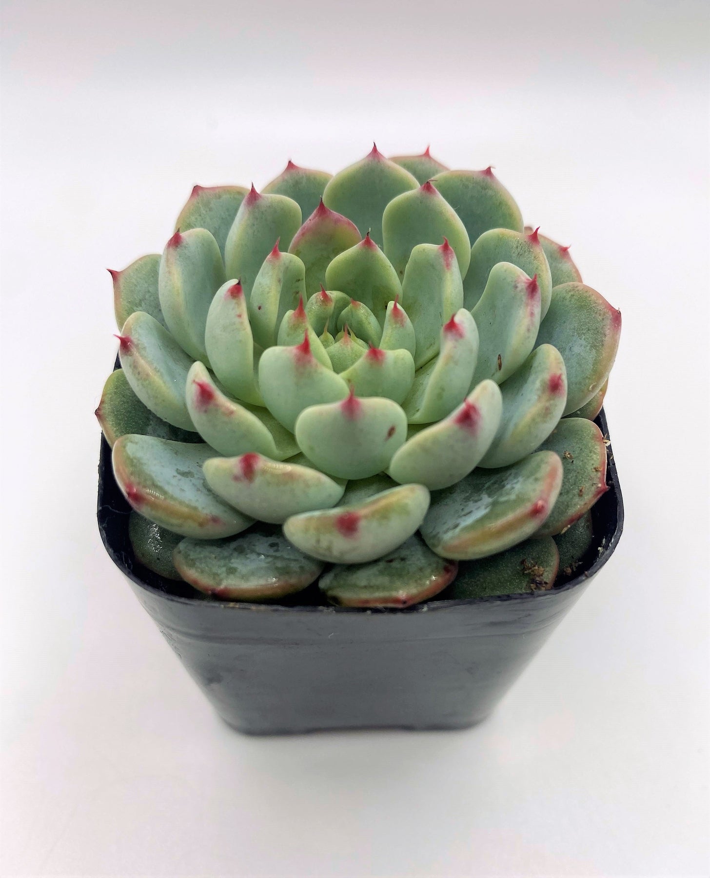 echeveria succulent plant types #10 Echeveria Minima
