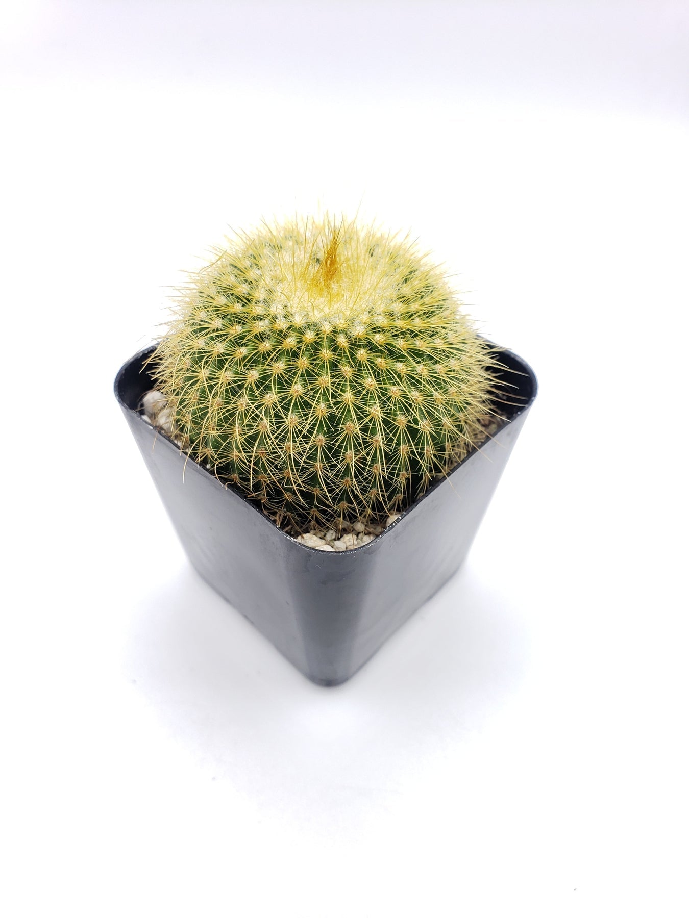 11C Cactus Parodia Leninghausii Golden Ball