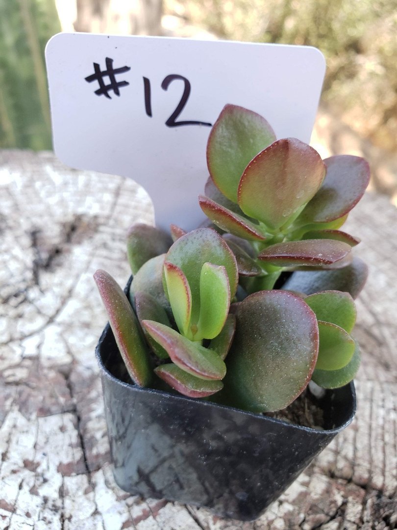 #12 Crassula Mini Jade-Succulent - Small - Exact Type-The Succulent Source