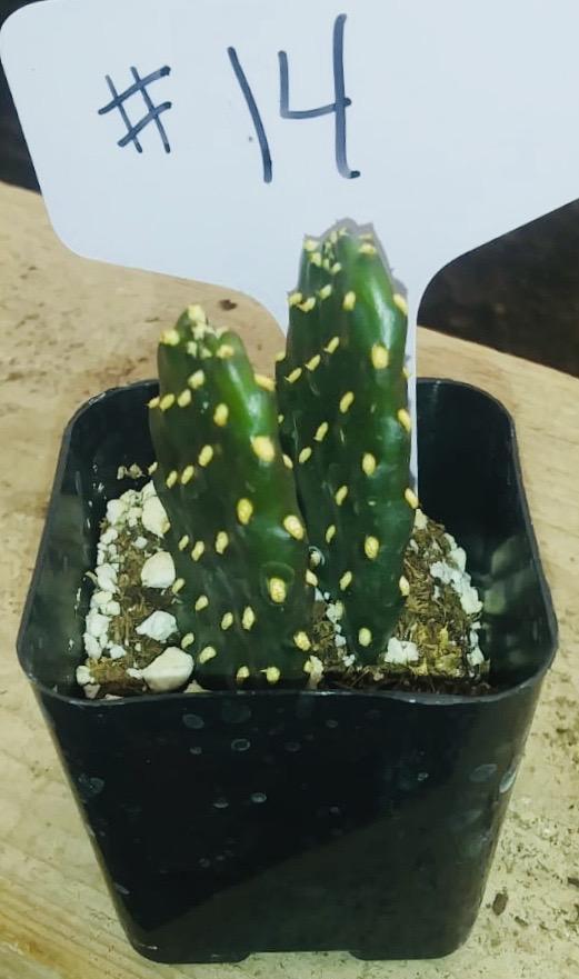 #14C Cactus 2"-Cactus - Small - Exact Type-The Succulent Source