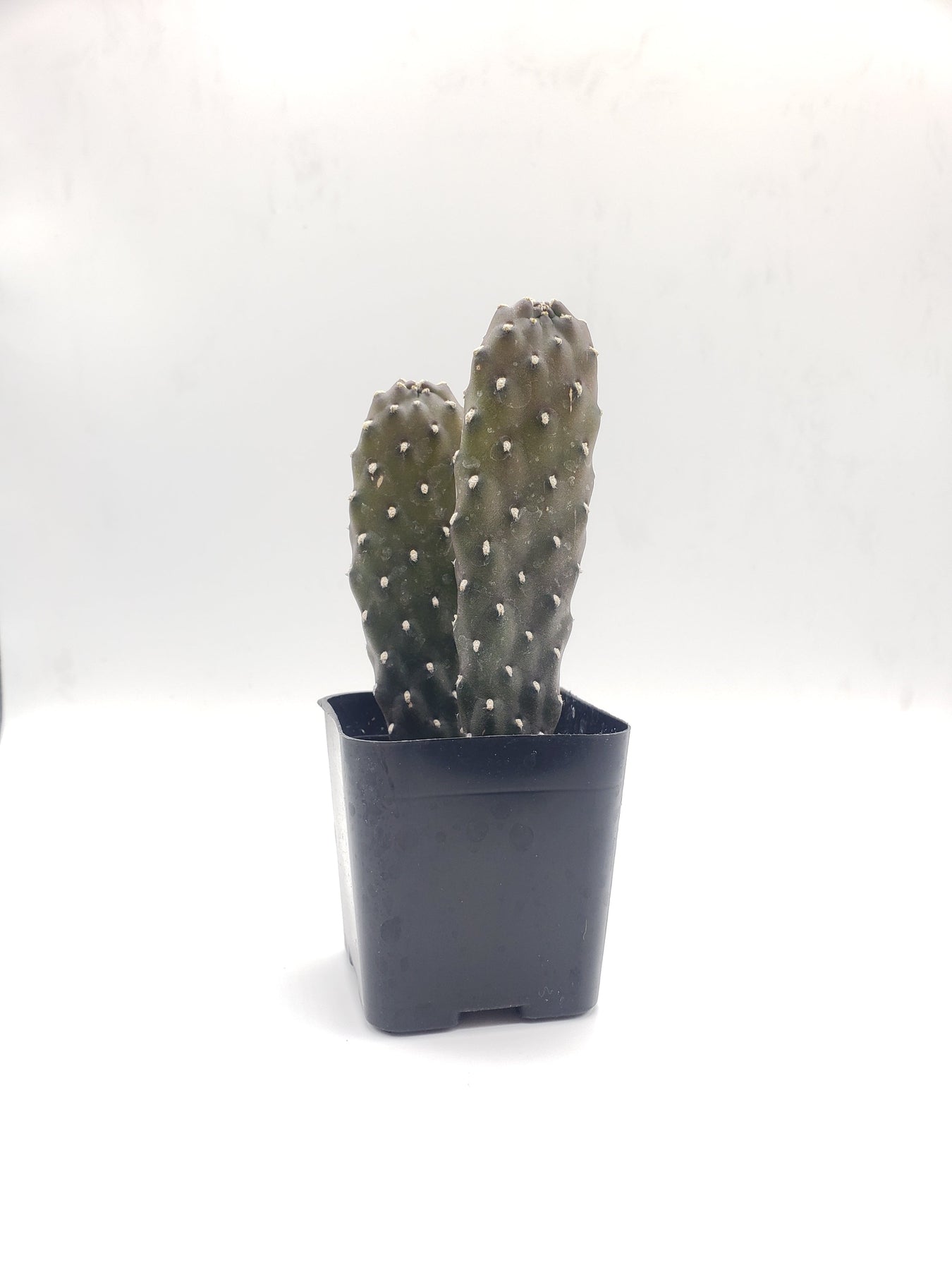 flat cactus succulent #14C Consolea rubescens 2"