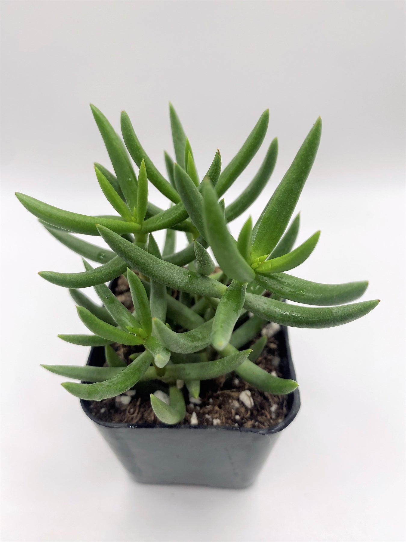 #15 Crassula Mini Pine-Succulent - Small - Exact 2in Type-The Succulent Source