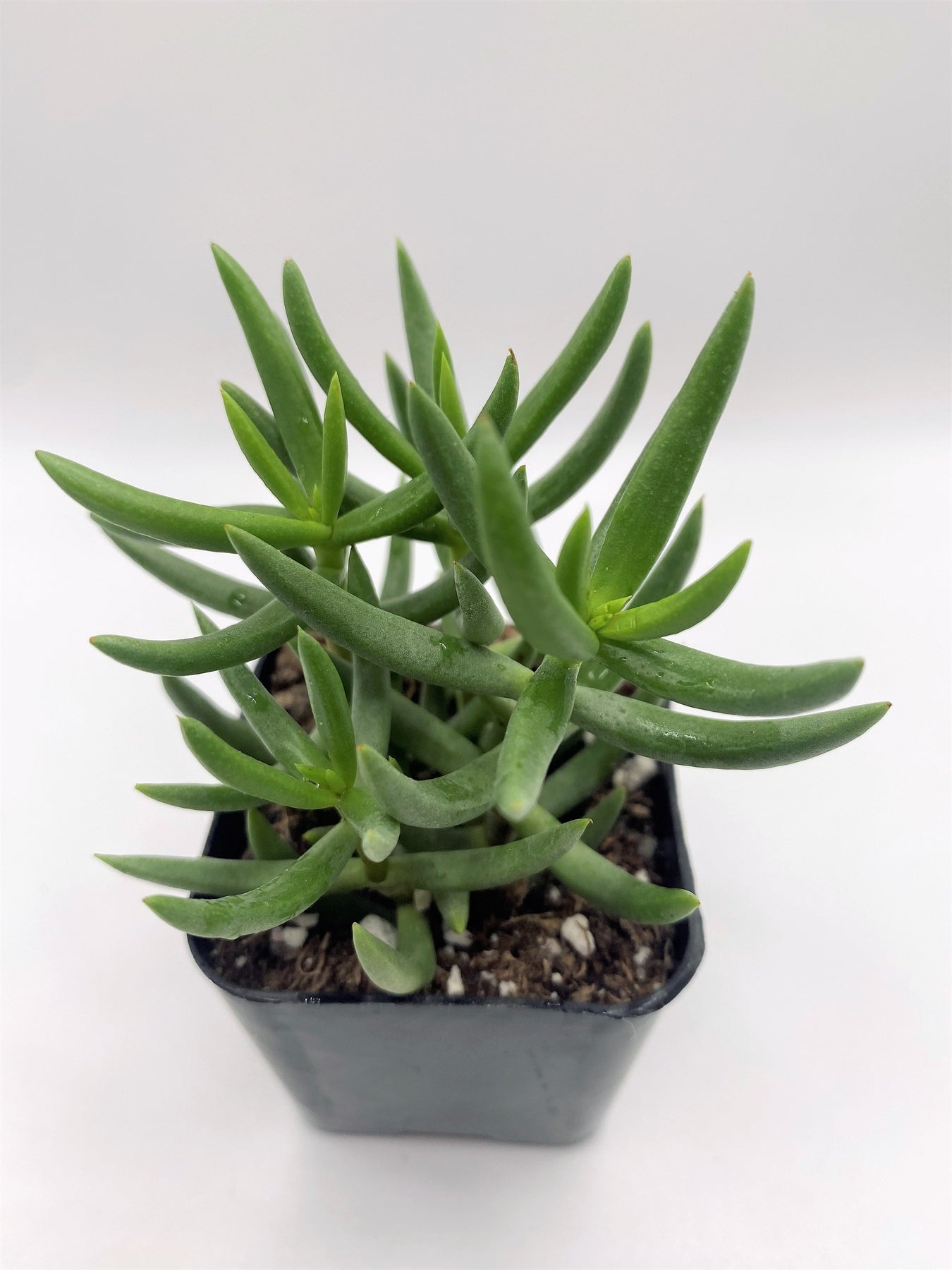 mini pine tree succulent propagation #15 Crassula Mini Pine