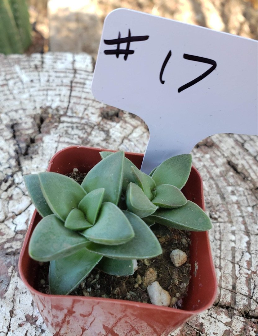 #17 Crassula Springtime-Succulent - Small - Exact Type-The Succulent Source