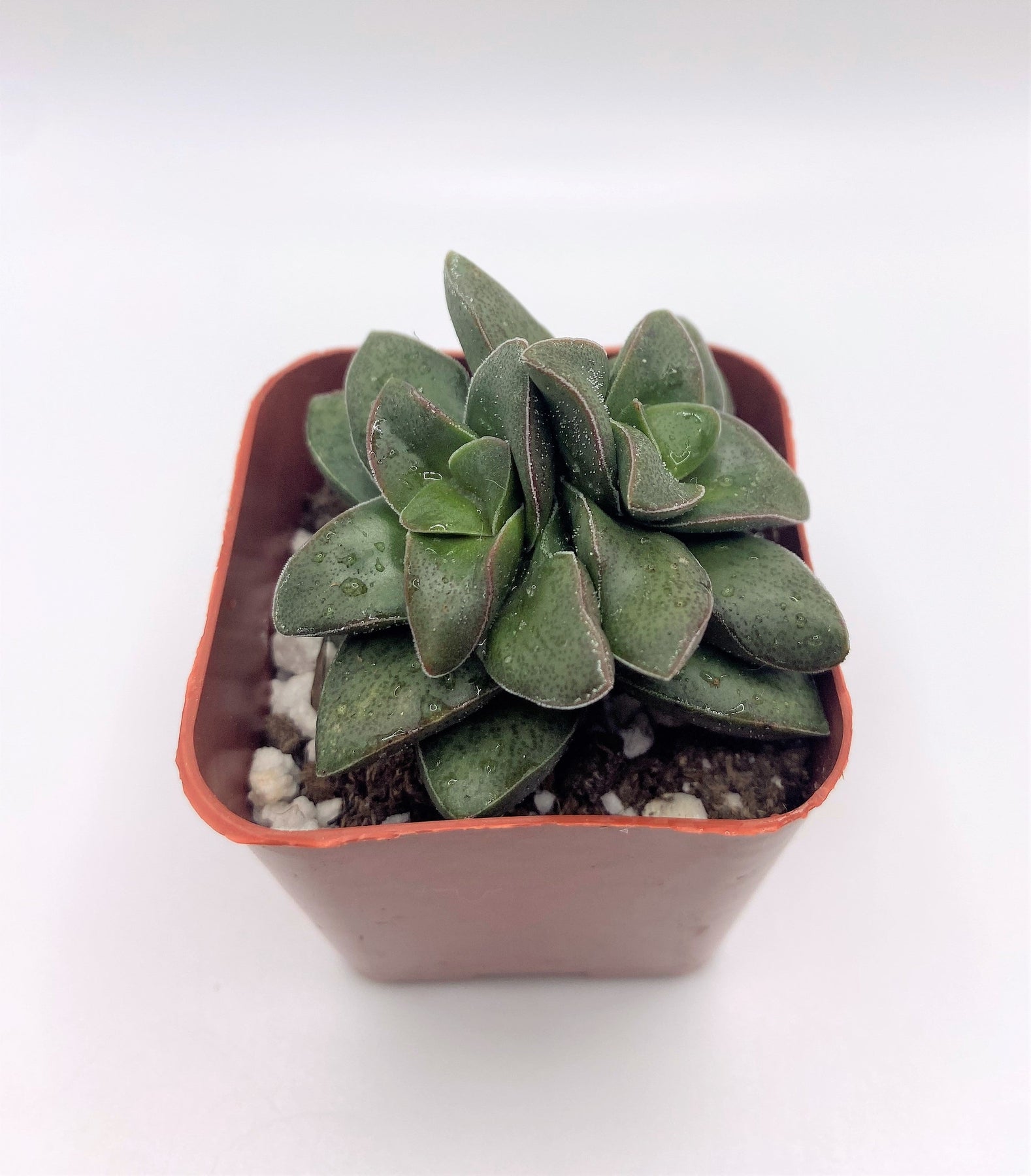 #17 Crassula Springtime-Succulent - Small - Exact 2in Type-The Succulent Source