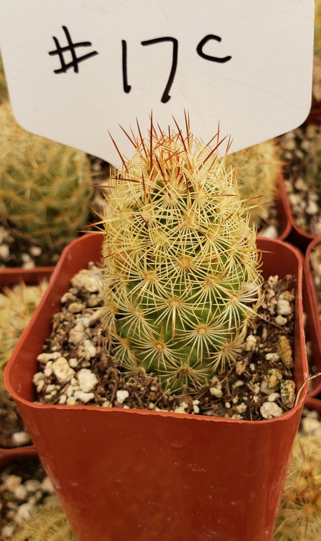 #17C Mammilaria Lady Finger 2"-Cactus - Small - Exact Type-The Succulent Source