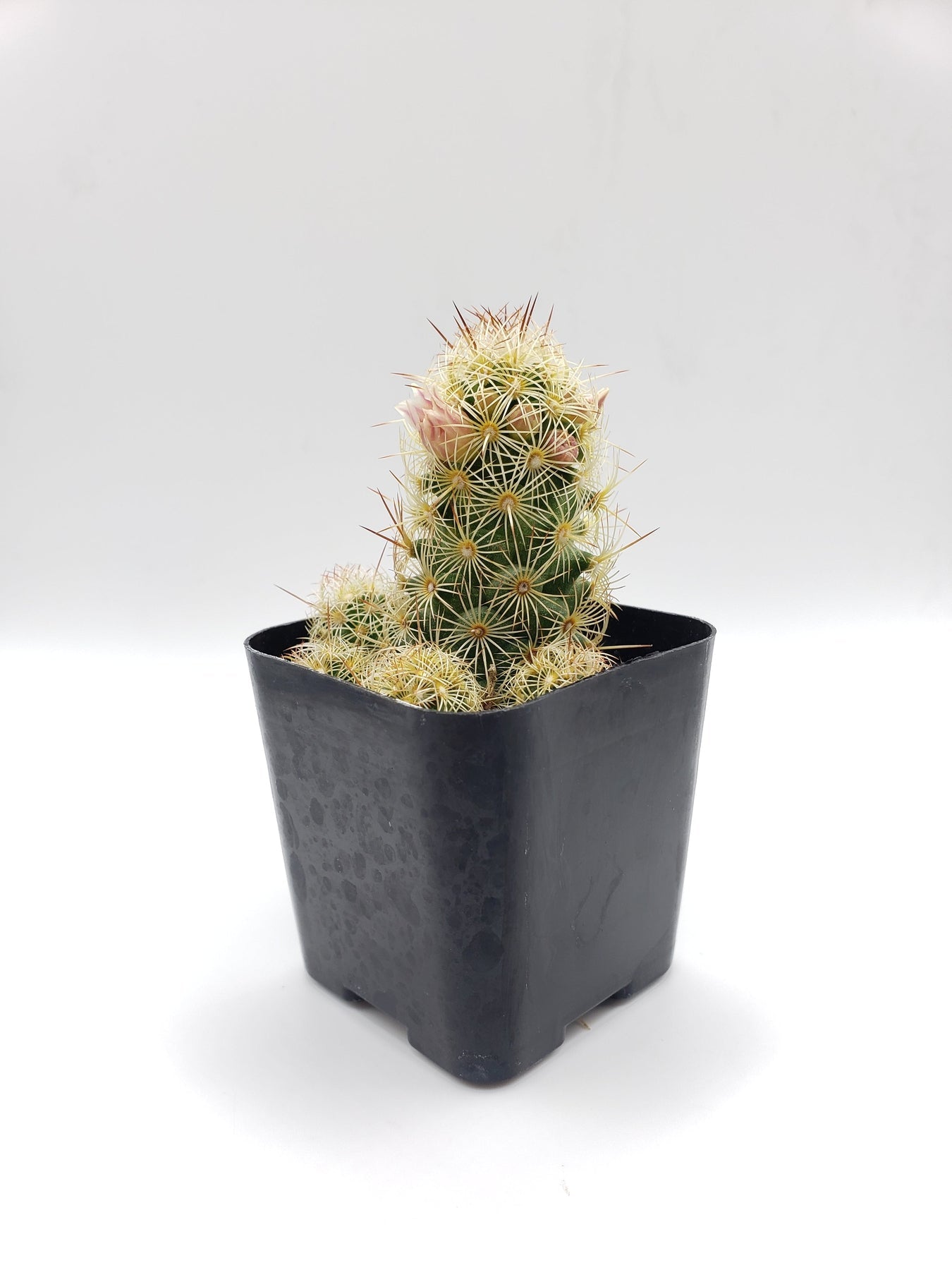 lady finger succulent #17C Mammilaria Lady Finger 2