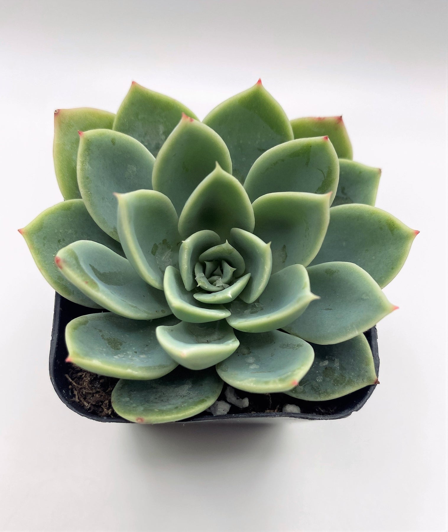 #18 Echeveria Blue Atoll-Succulent - Small - Exact 2in Type-The Succulent Source