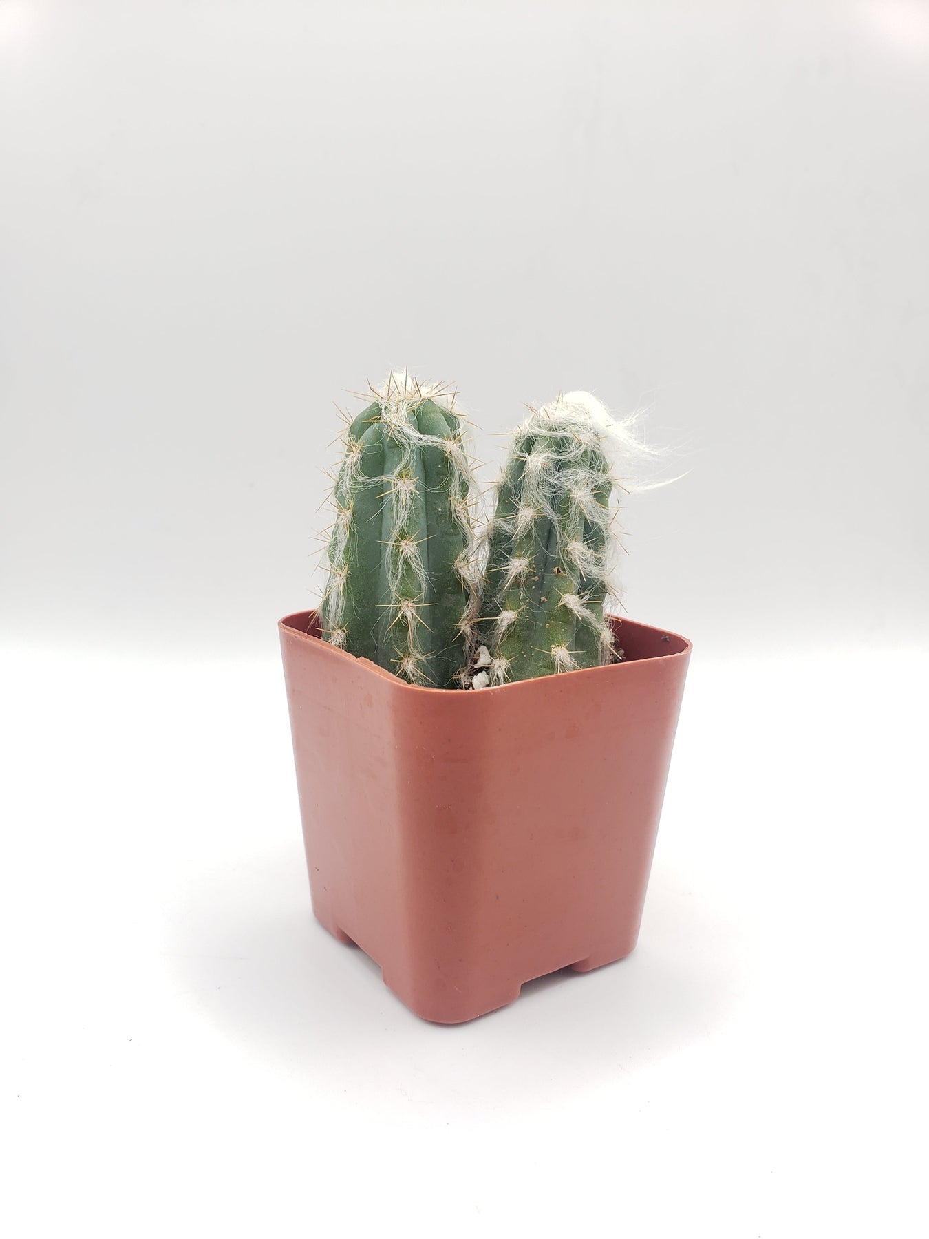 #19C 2"-Cactus - Small - Exact Type-The Succulent Source