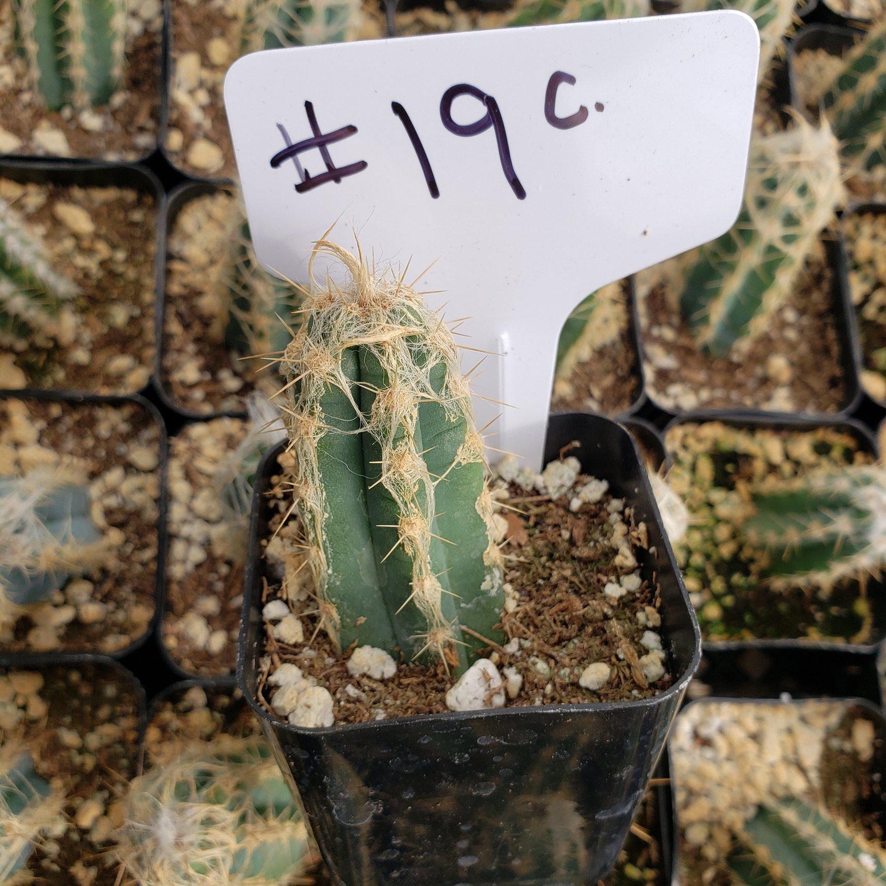 #19C 2"-Cactus - Small - Exact Type-The Succulent Source