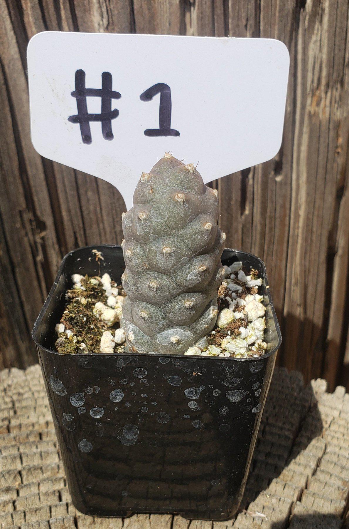 #1 Tephrocactus Articulatus-Cactus - Small - Exact Type-The Succulent Source