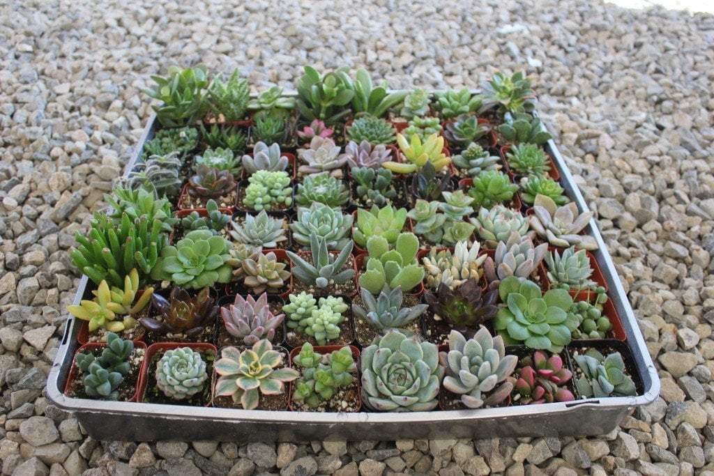 2" Assorted Succulents bulk wholesale succulent prices at the succulent source - 1