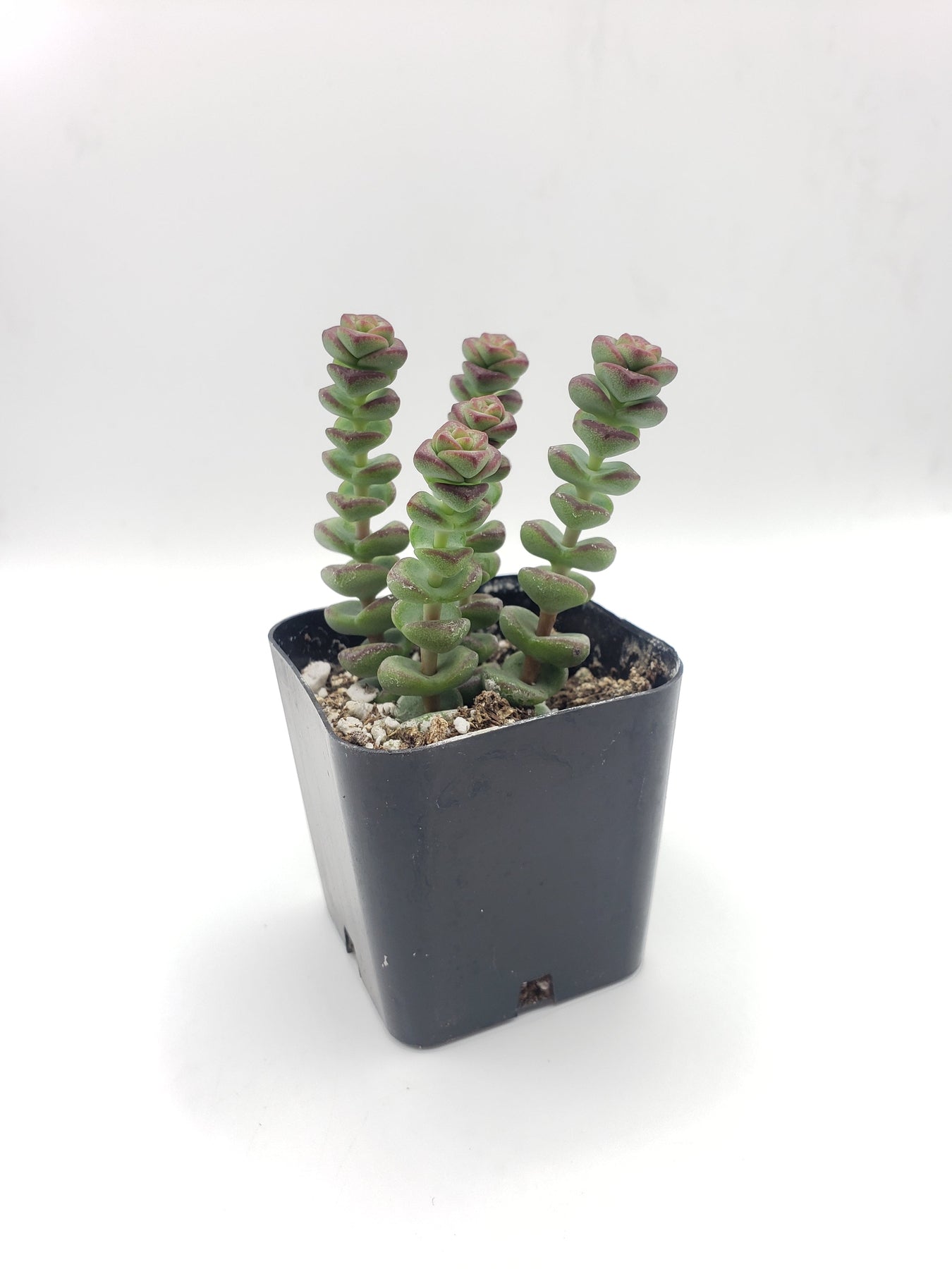 #2 Crassula Baby Necklace-Succulent - Small - Exact 2in Type-The Succulent Source
