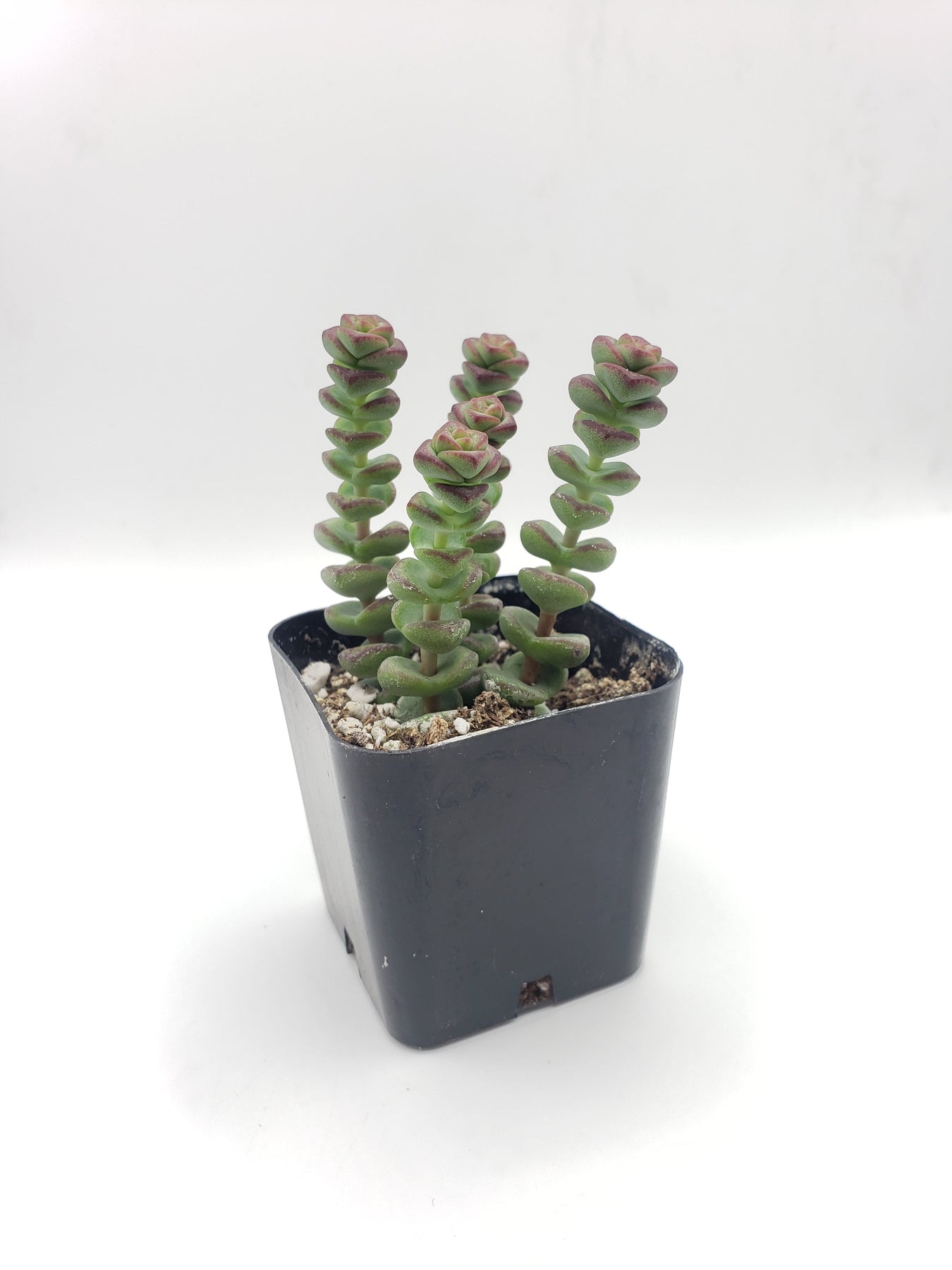 baby necklace succulent care #2 Crassula Baby Necklace Succulent Plant