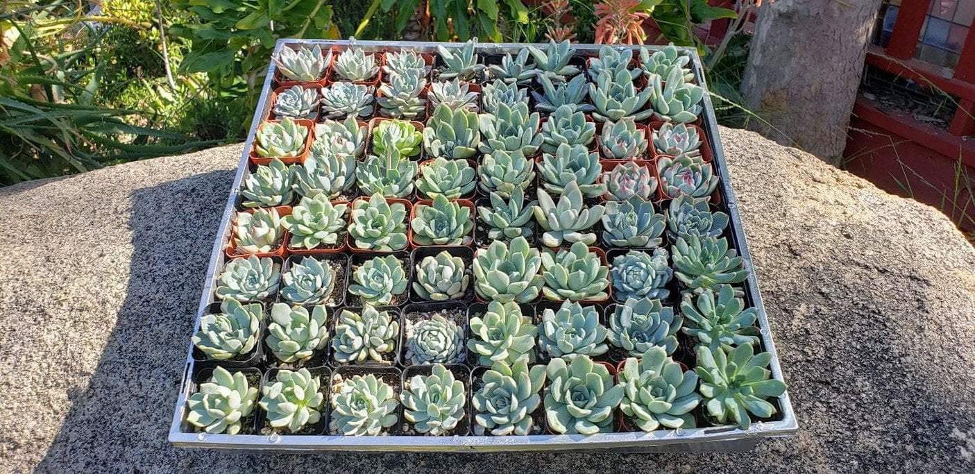 2" ROSETTE Only Pastel Green Succulents-Succulent - Small - Favor-The Succulent Source