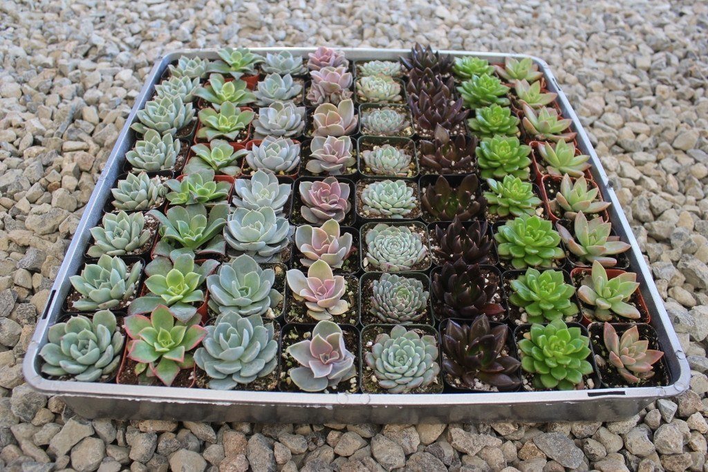 ready refill succulents Rosette Succulent Wedding Favor Collection