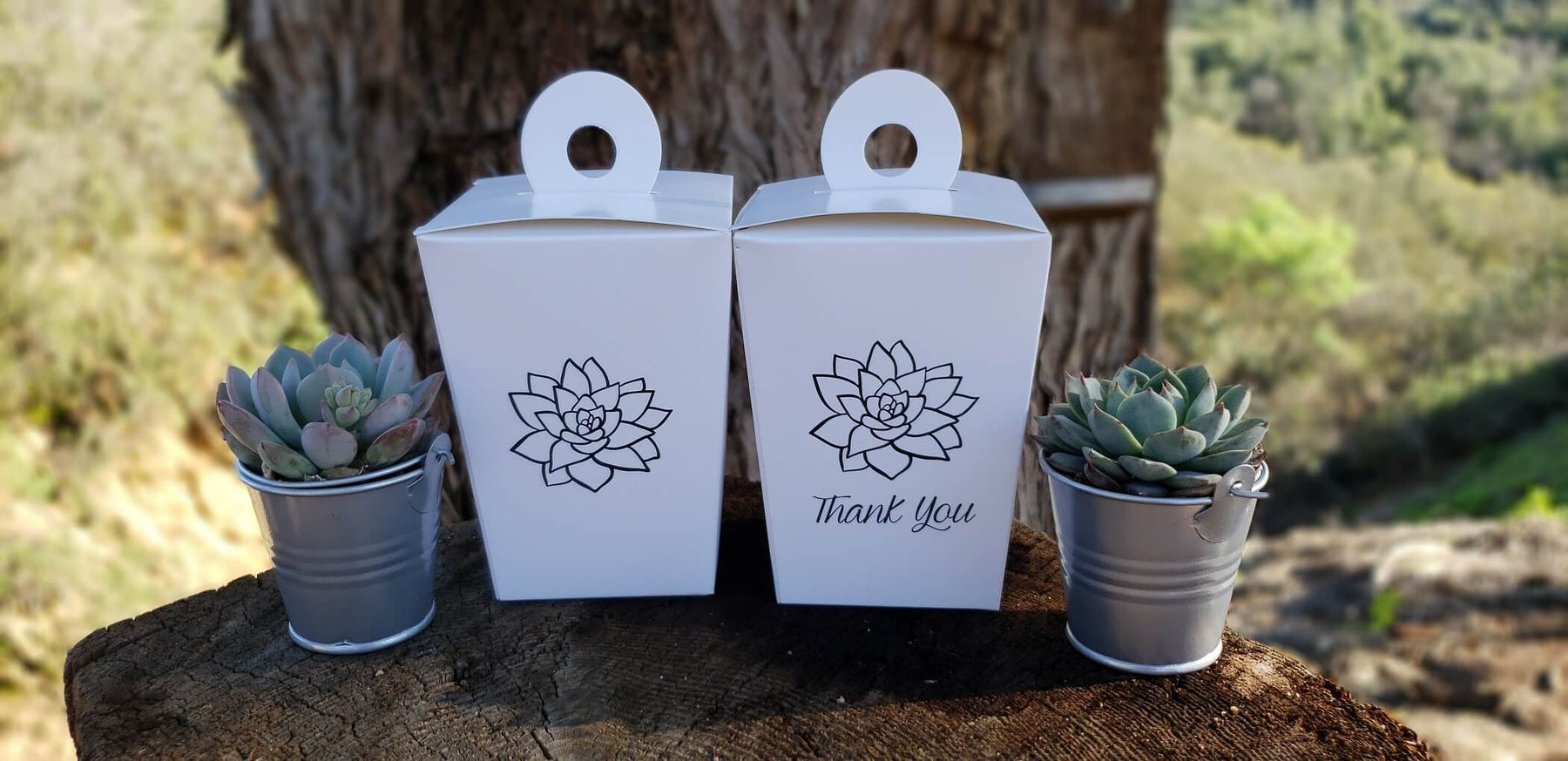 2" Wedding Succulents
