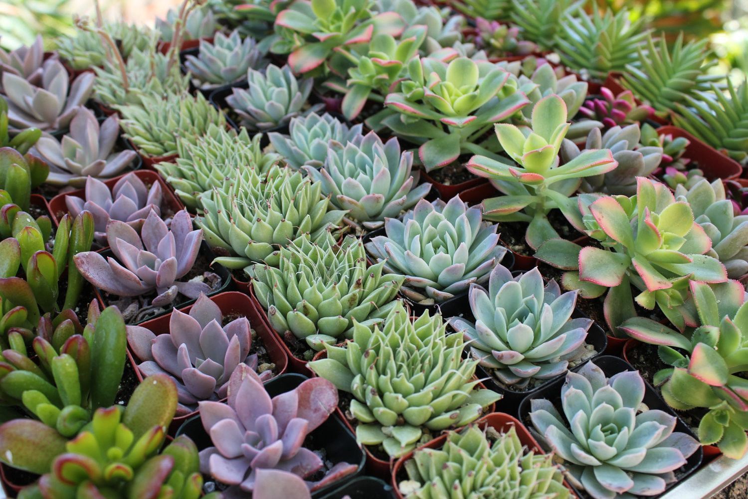 2" Wedding Succulents bulk wholesale succulent prices at the succulent source - 2