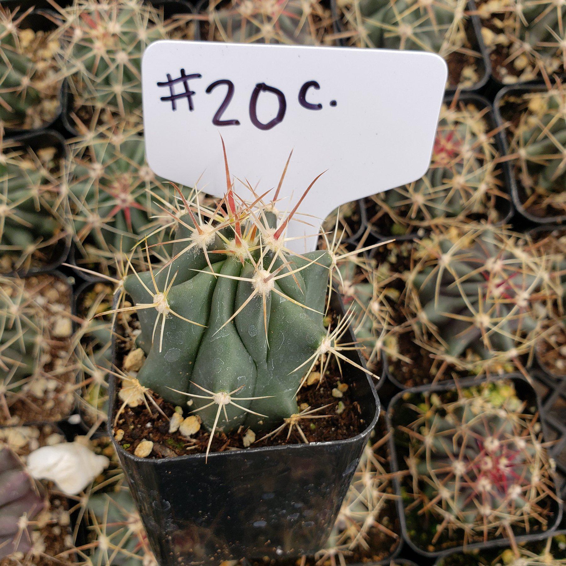 #20C 2"-Cactus - Small - Exact Type-The Succulent Source