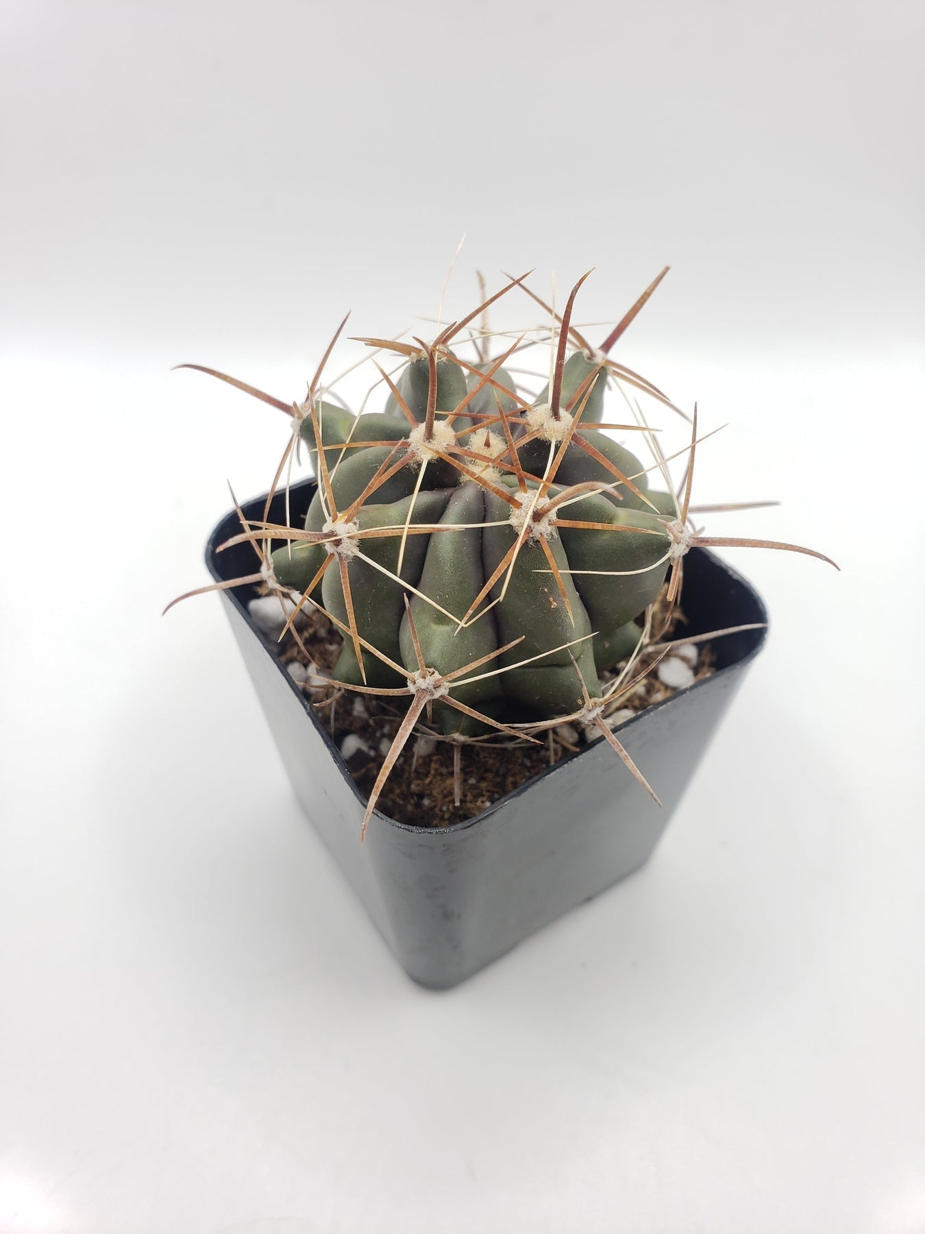 #20C 2"-Cactus - Small - Exact Type-The Succulent Source