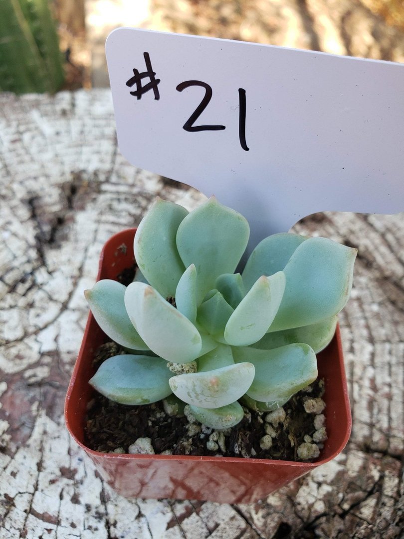#21 Graptoveria Moonglow-Succulent - Small - Exact Type-The Succulent Source