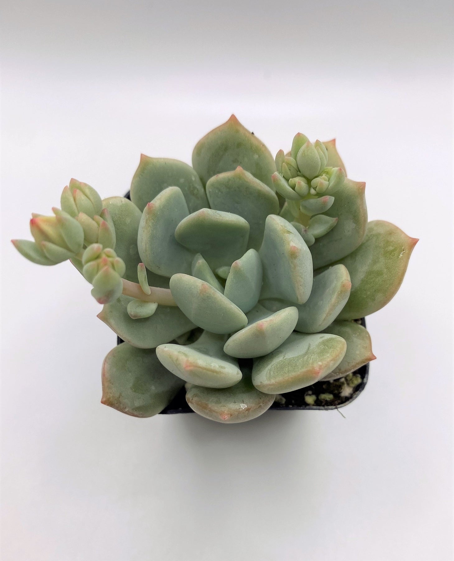 #21 Graptoveria Moonglow-Succulent - Small - Exact 2in Type-The Succulent Source