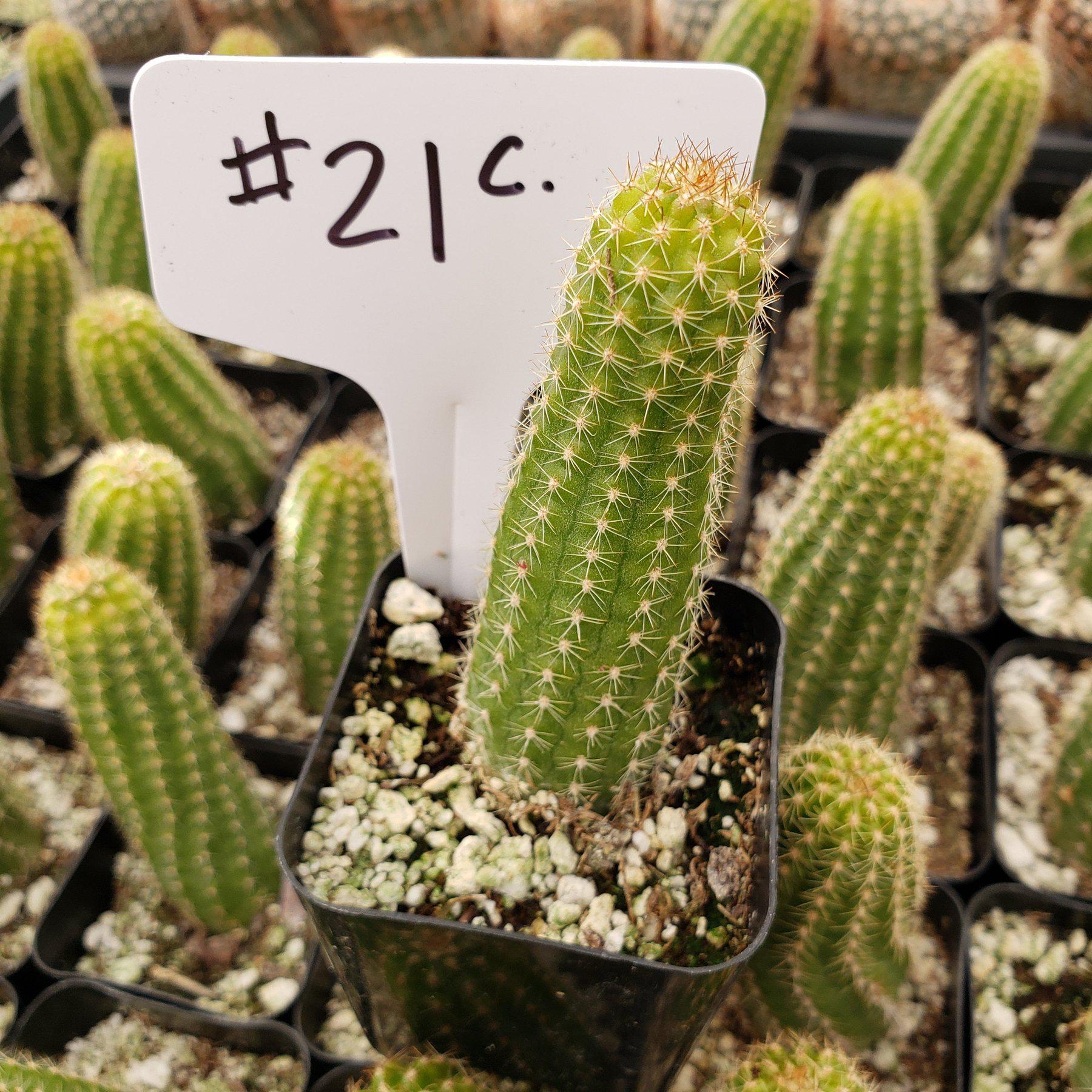 #21C 2"-Cactus - Small - Exact Type-The Succulent Source