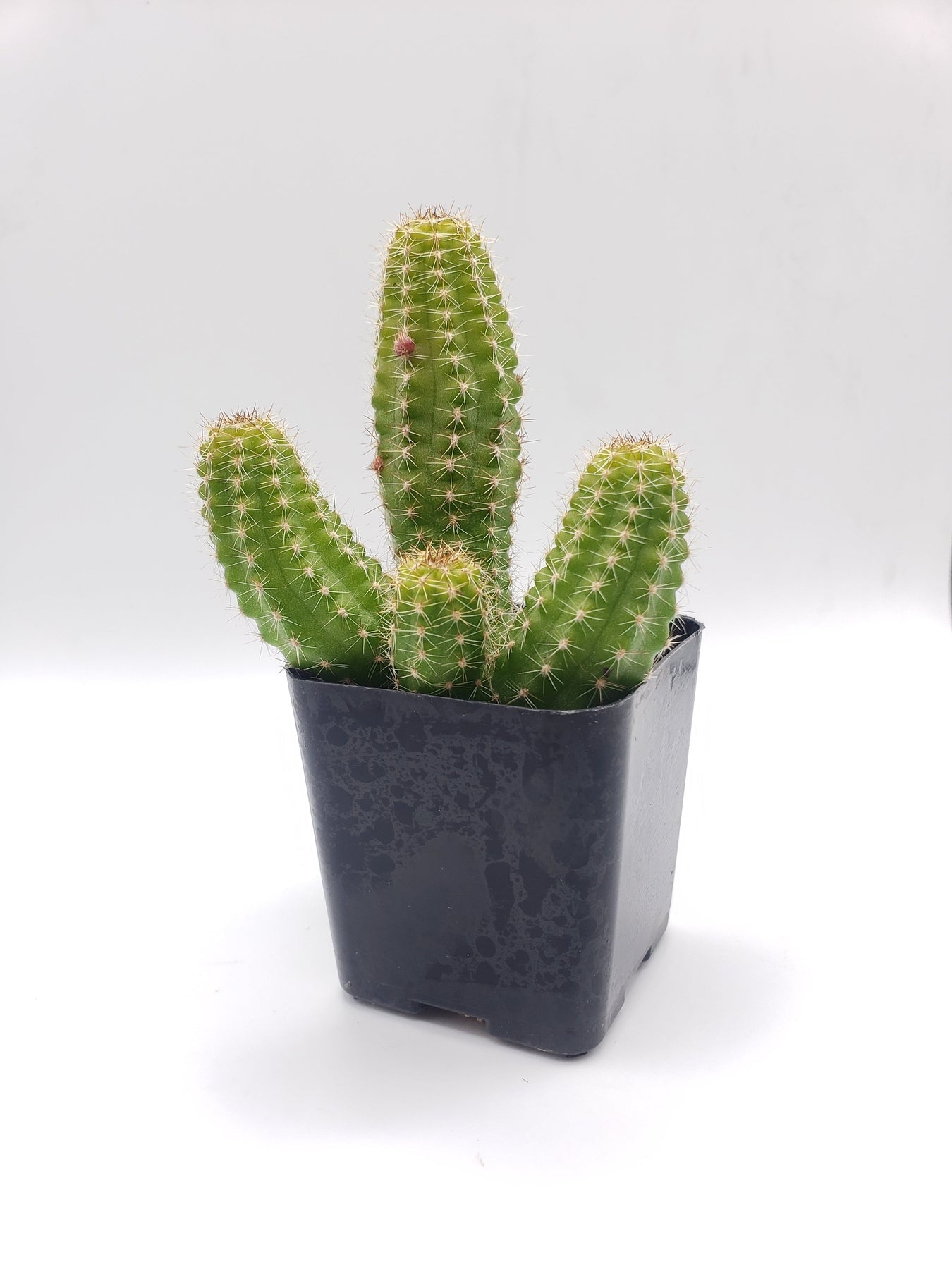 #21C Peanut Cactus 2"-Cactus - Small - Exact Type-The Succulent Source