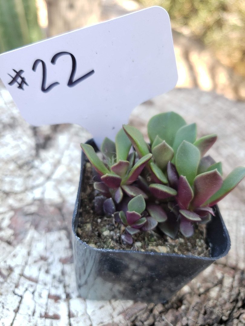 #22 Anacampaseros Green Purple-Succulent - Small - Exact Type-The Succulent Source