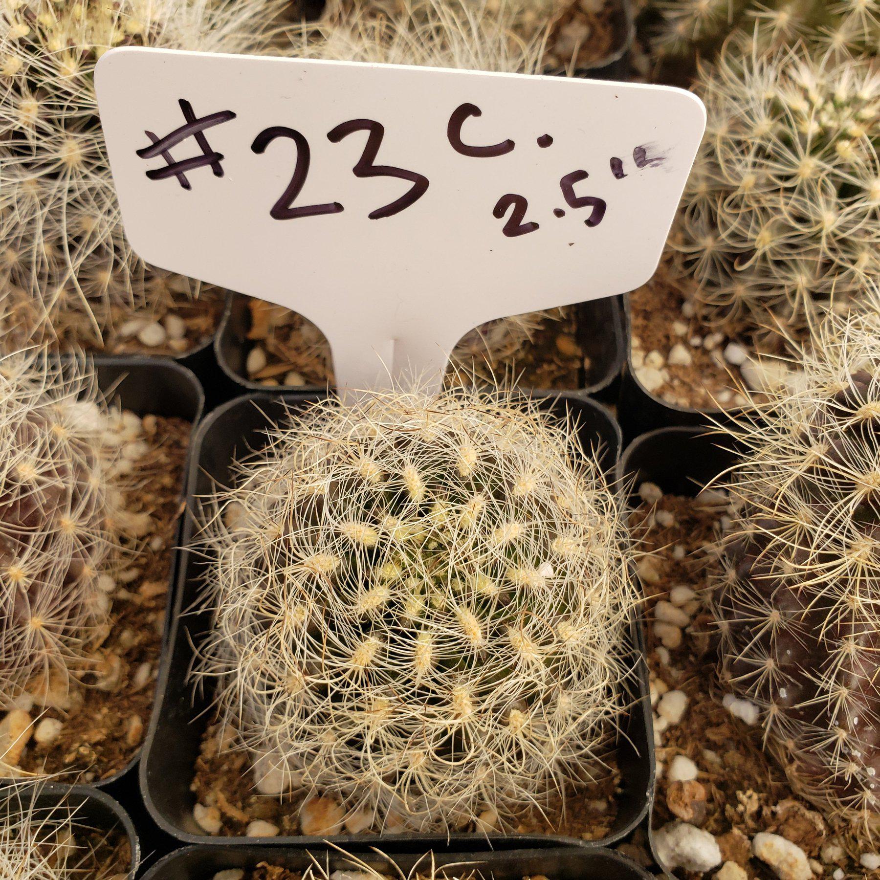 #23C 2.5"-Cactus - Small - Exact Type-The Succulent Source