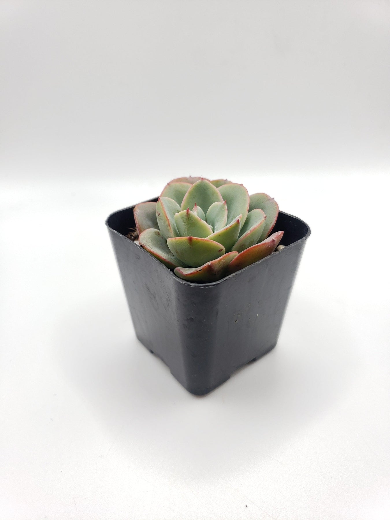 #24 Echeveria hybrid-Succulent - Small - Exact 2in Type-The Succulent Source
