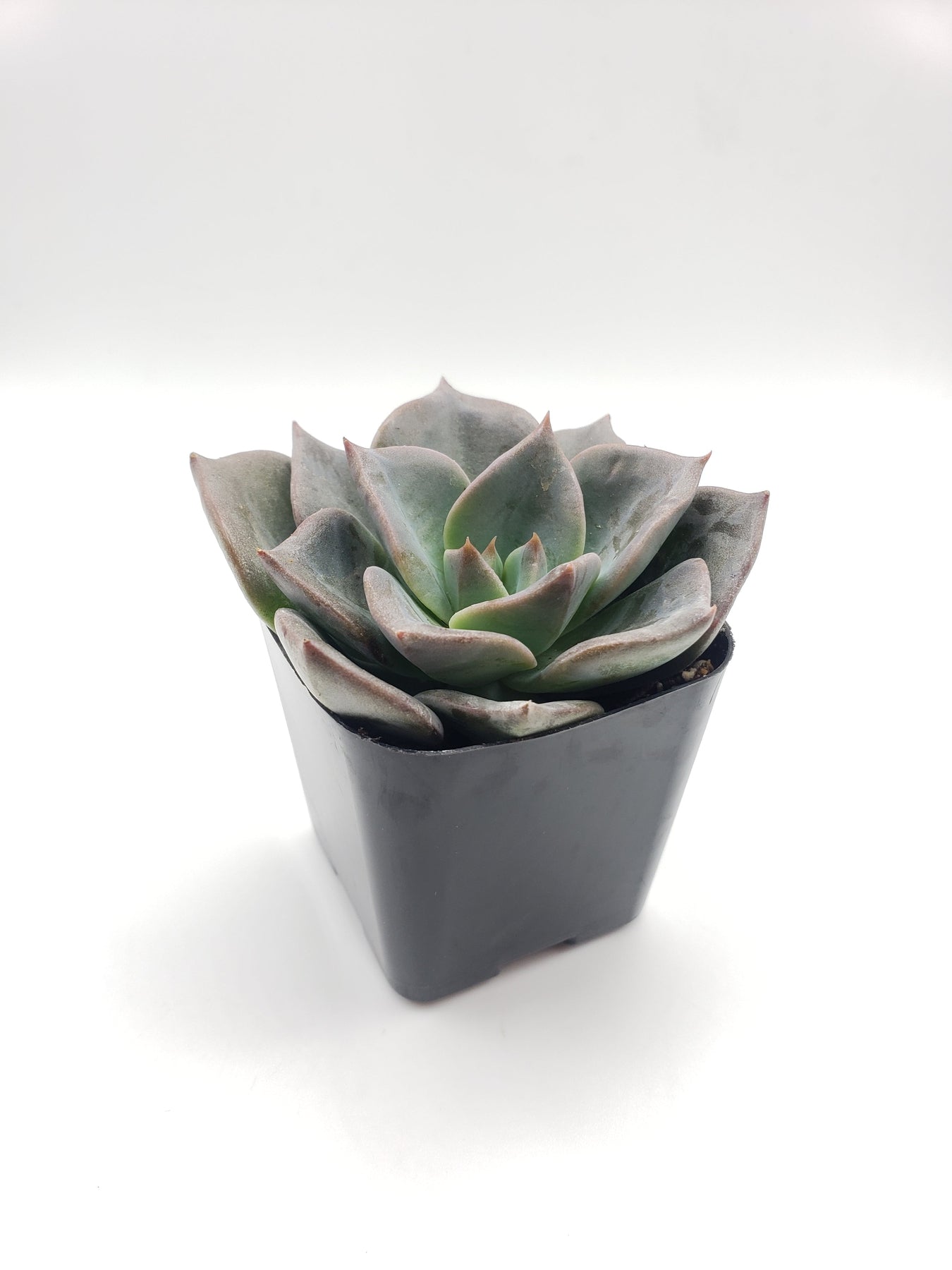 #25 Echeveria hybrid-Succulent - Small - Exact 2in Type-The Succulent Source