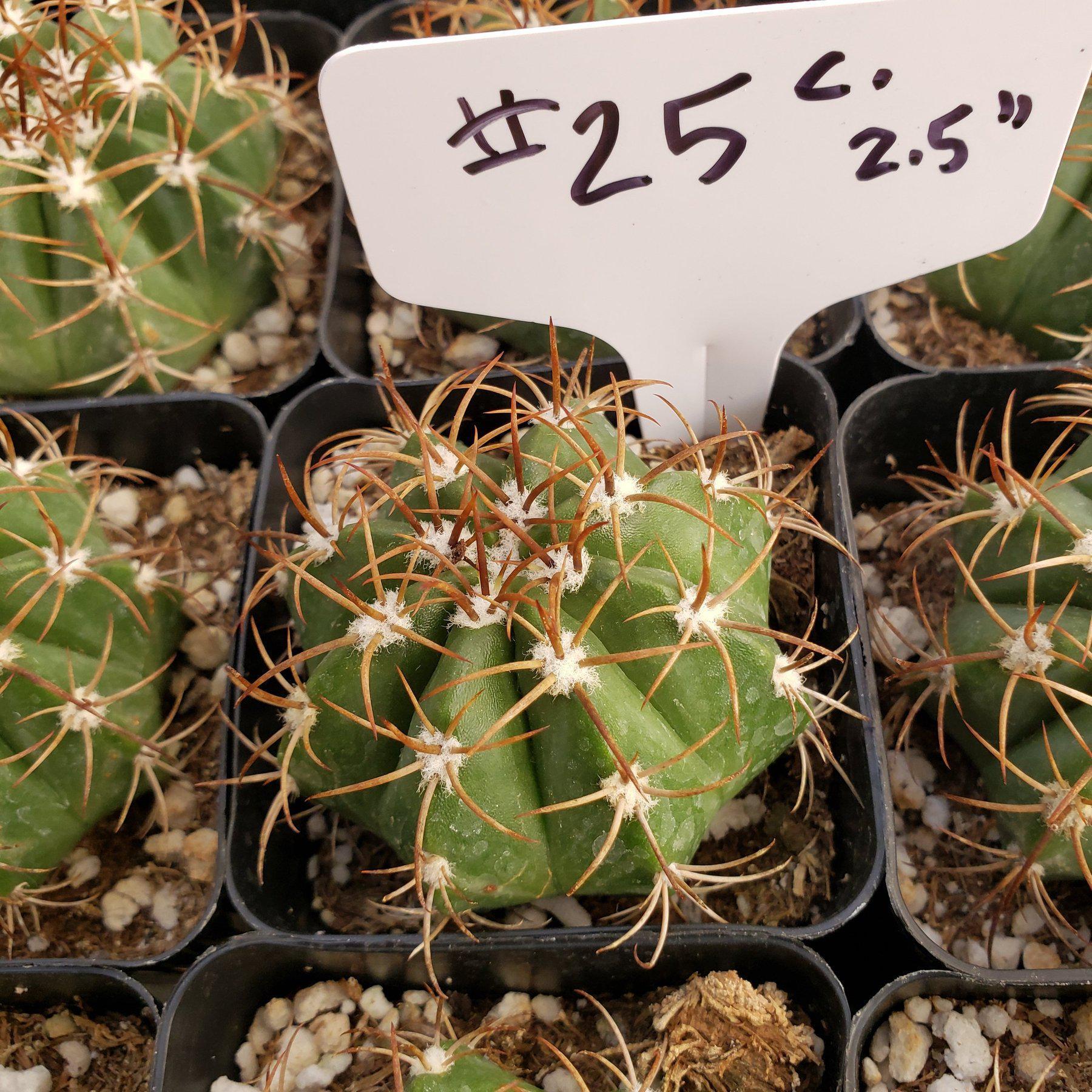 #25C 2.5"-Cactus - Small - Exact Type-The Succulent Source