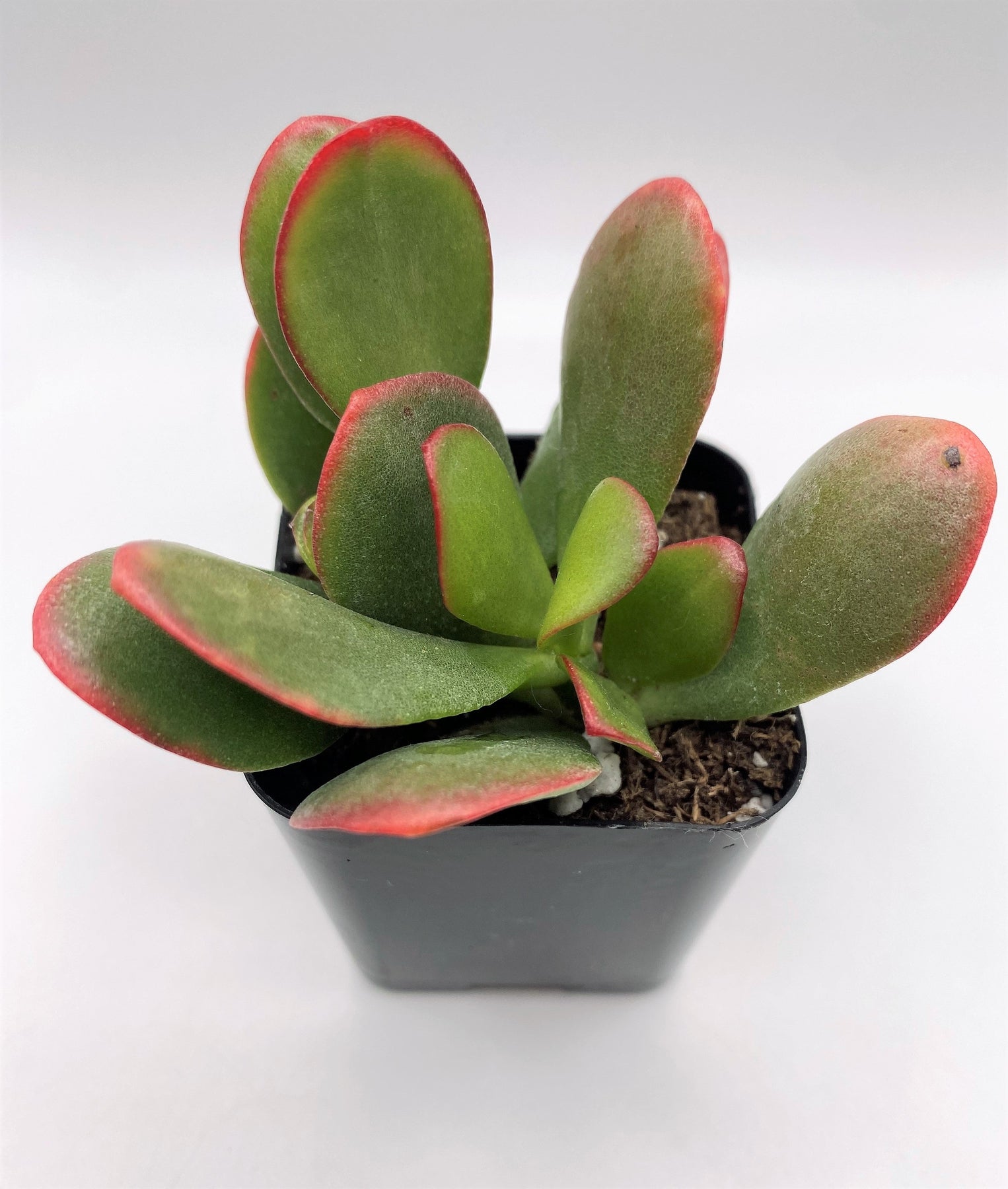 succulent jade types #27 Crassula Rainbow Jade