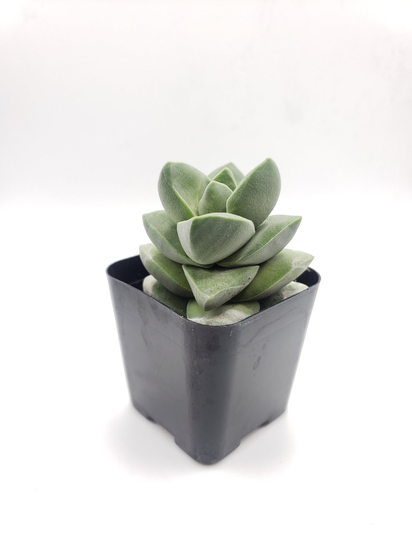 pale succulent #28 Crassula chalky gray/white